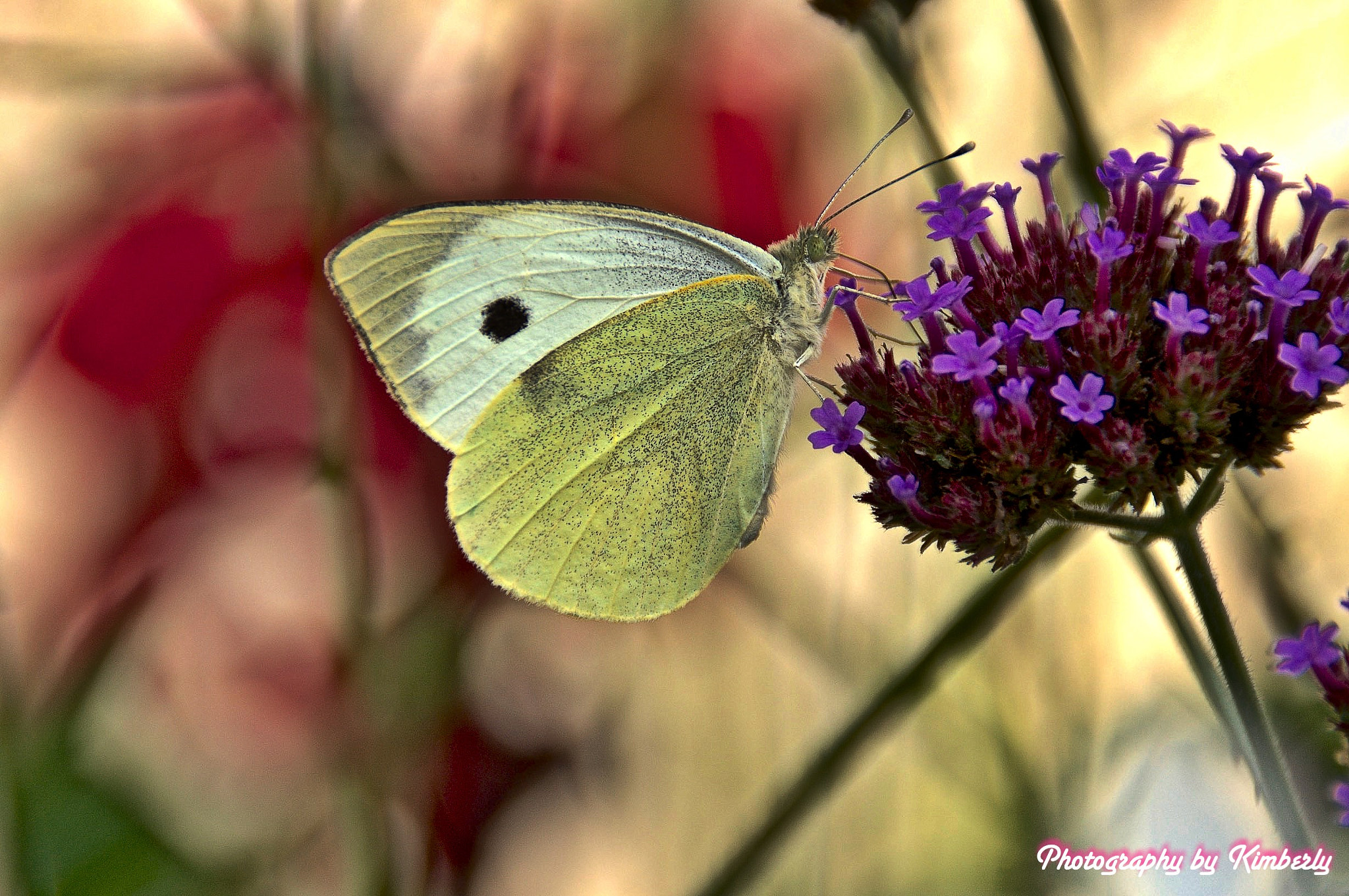 Sony SLT-A57 sample photo. Butterfly photography