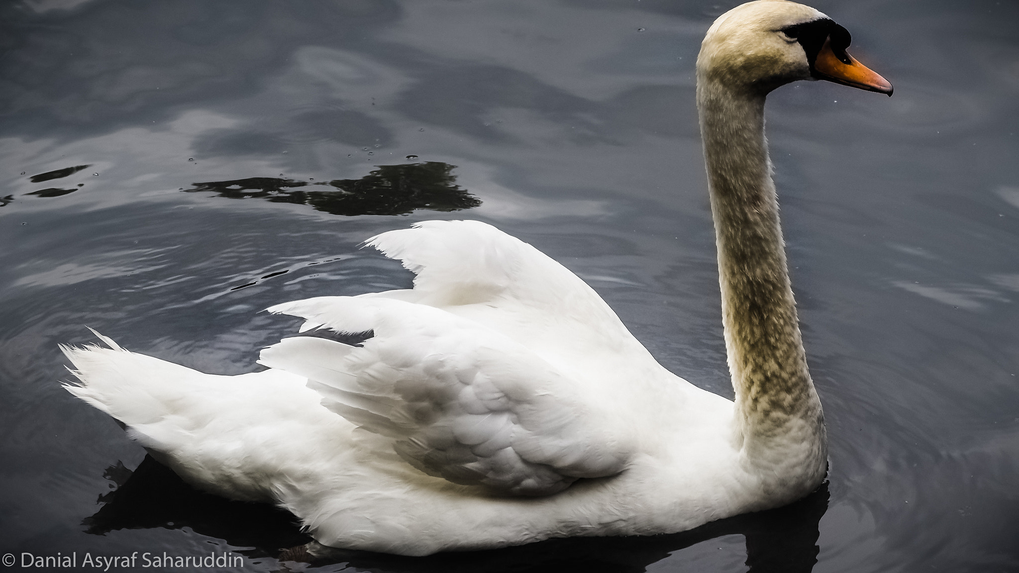 Olympus PEN E-PL7 sample photo. Swan photography