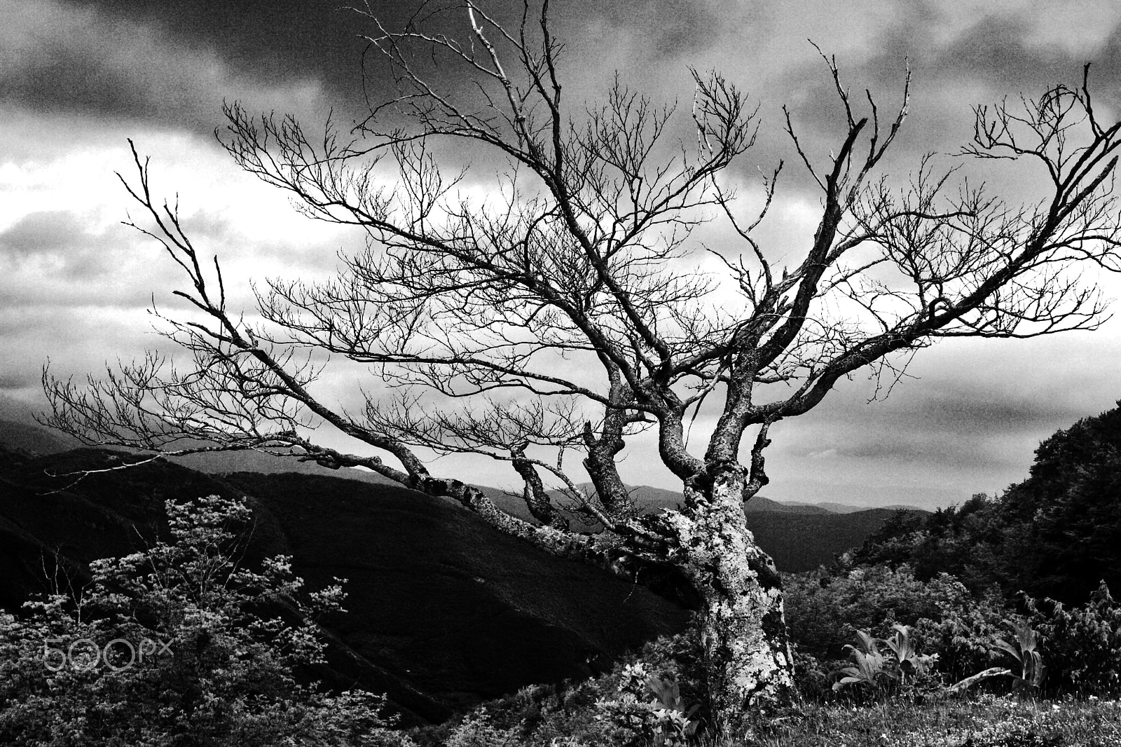 Canon EOS 400D (EOS Digital Rebel XTi / EOS Kiss Digital X) sample photo. Old tree (02587) photography
