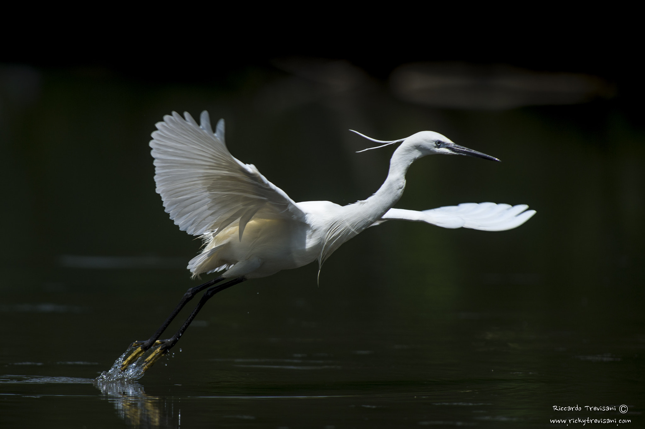 Nikon AF-S Nikkor 300mm F2.8G ED VR II sample photo. Take off photography