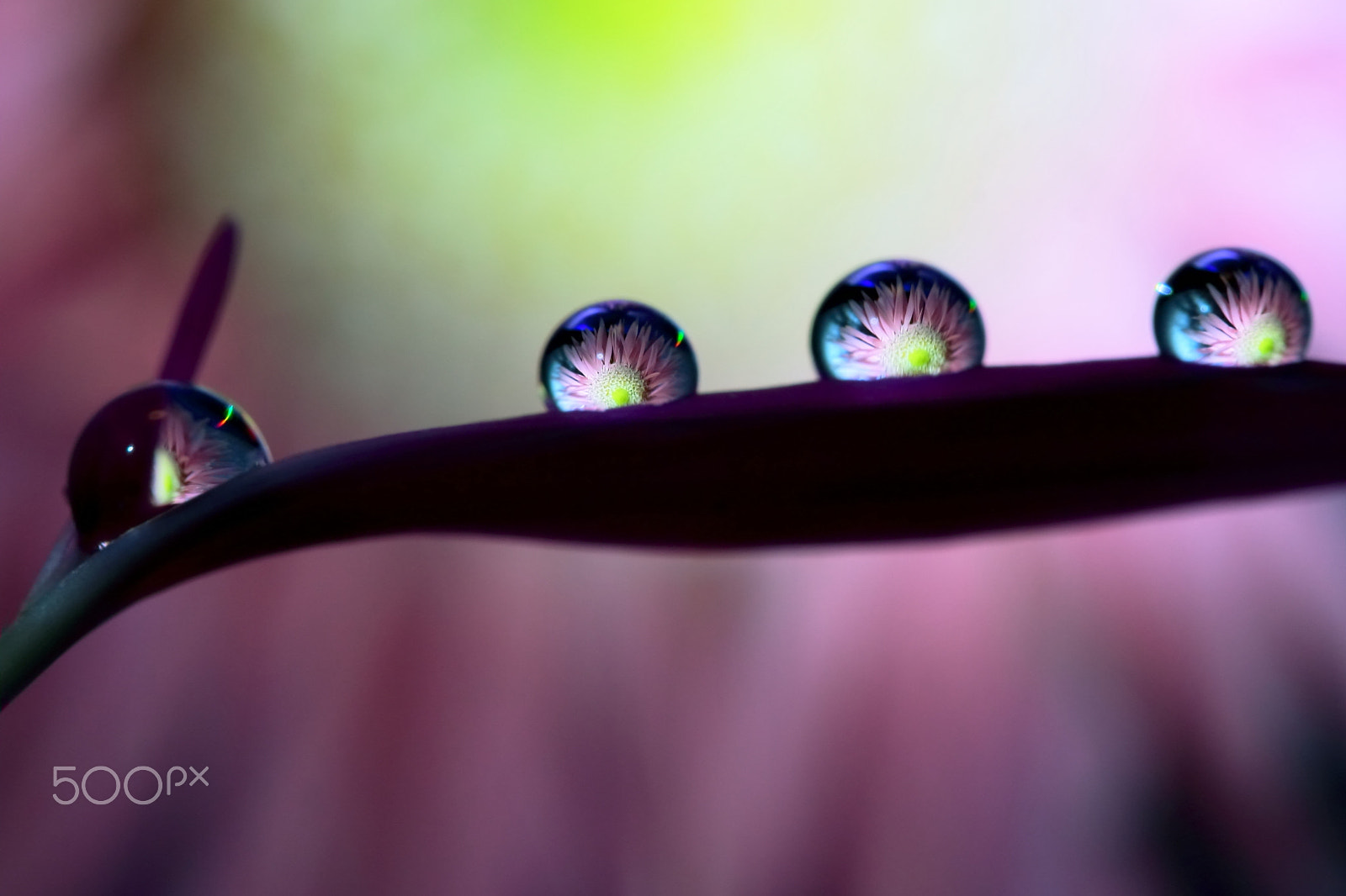 Canon EF 100mm F2.8 Macro USM sample photo. Dark flower photography