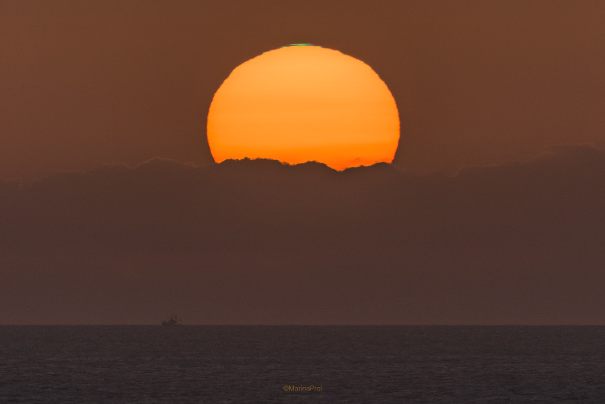 Sigma 150-600mm F5-6.3 DG OS HSM | S sample photo. Always the sun photography