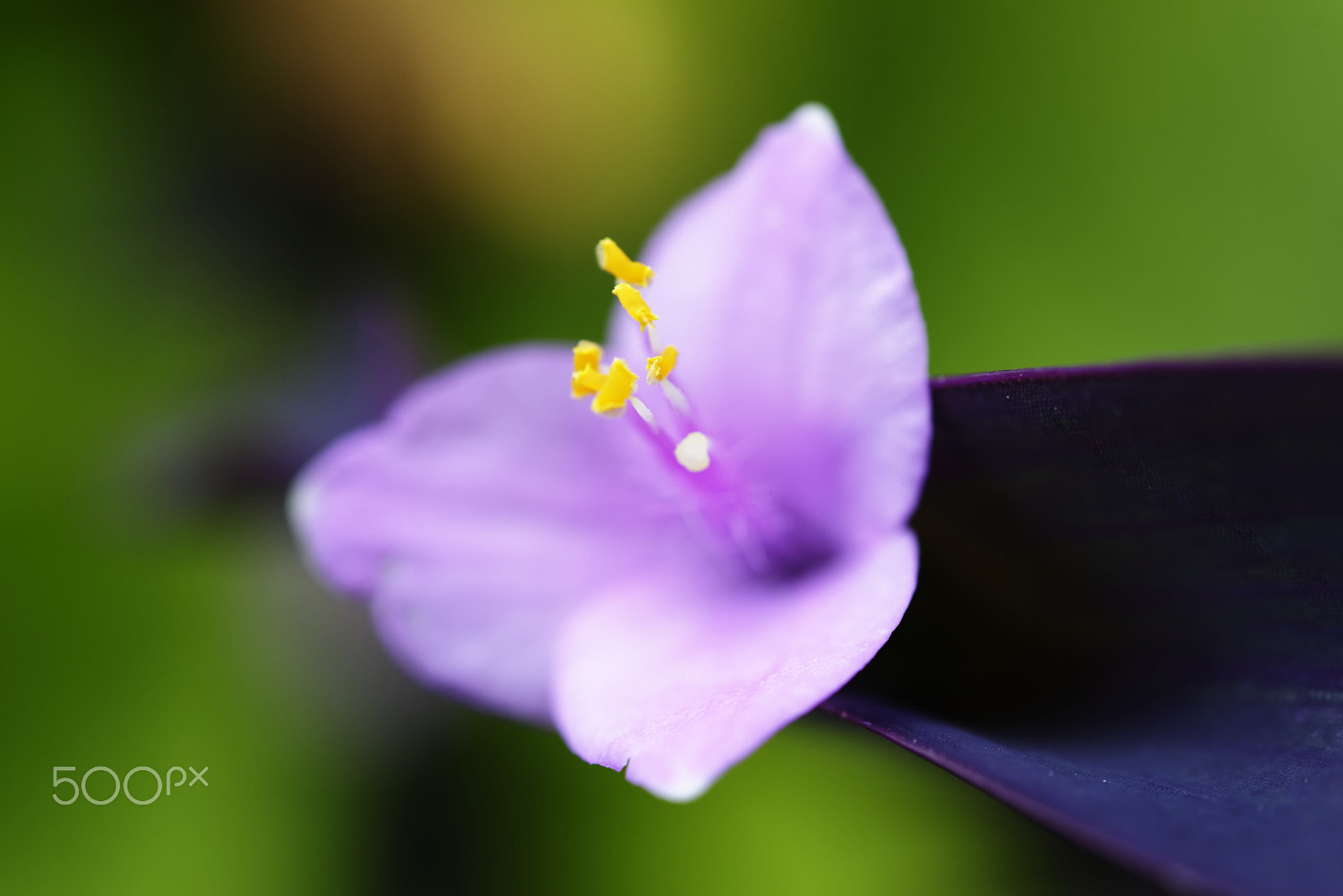Nikon AF-S Micro-Nikkor 60mm F2.8G ED sample photo. Violet photography