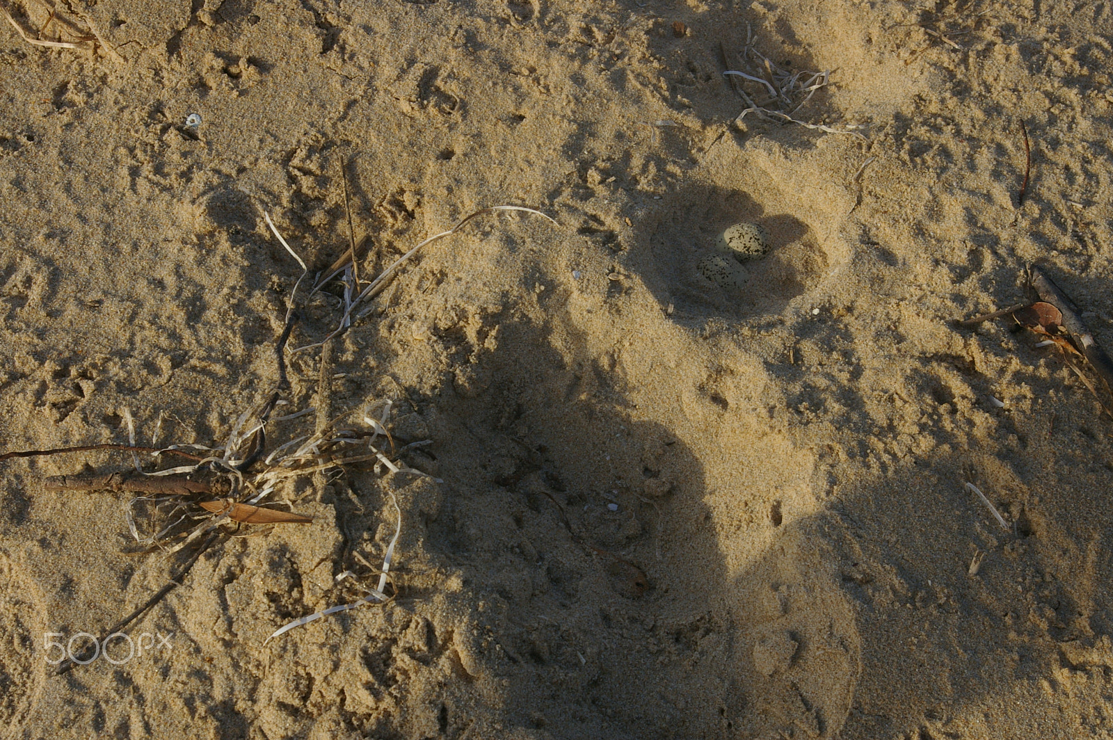 Pentax *ist DL2 sample photo. Plover nest photography