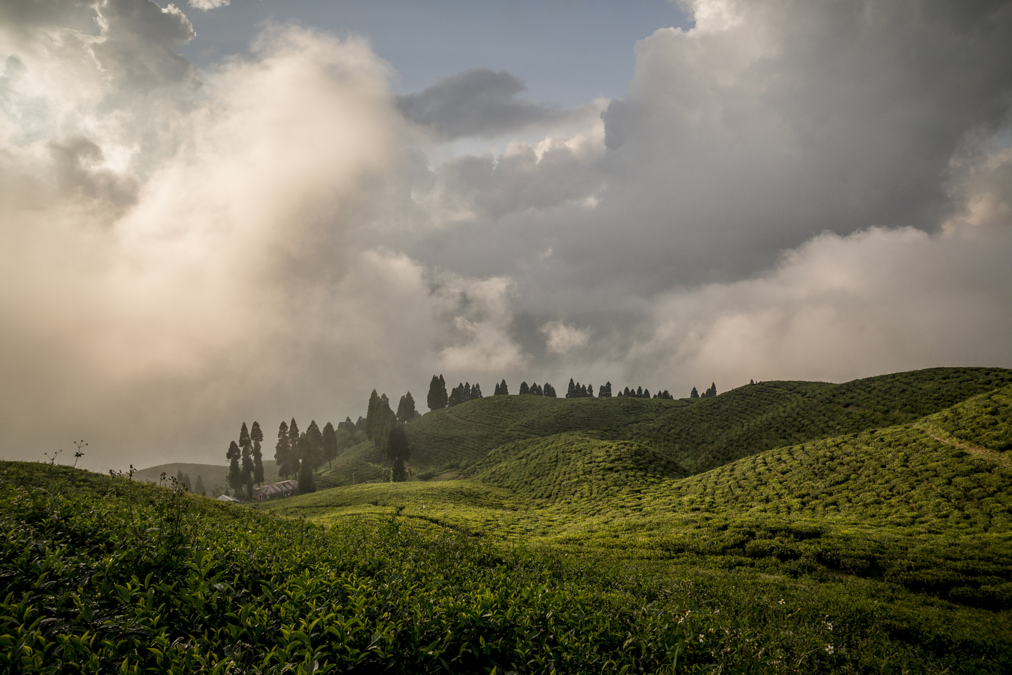 Sony a99 II + Sony DT 16-50mm F2.8 SSM sample photo. Ilam photography