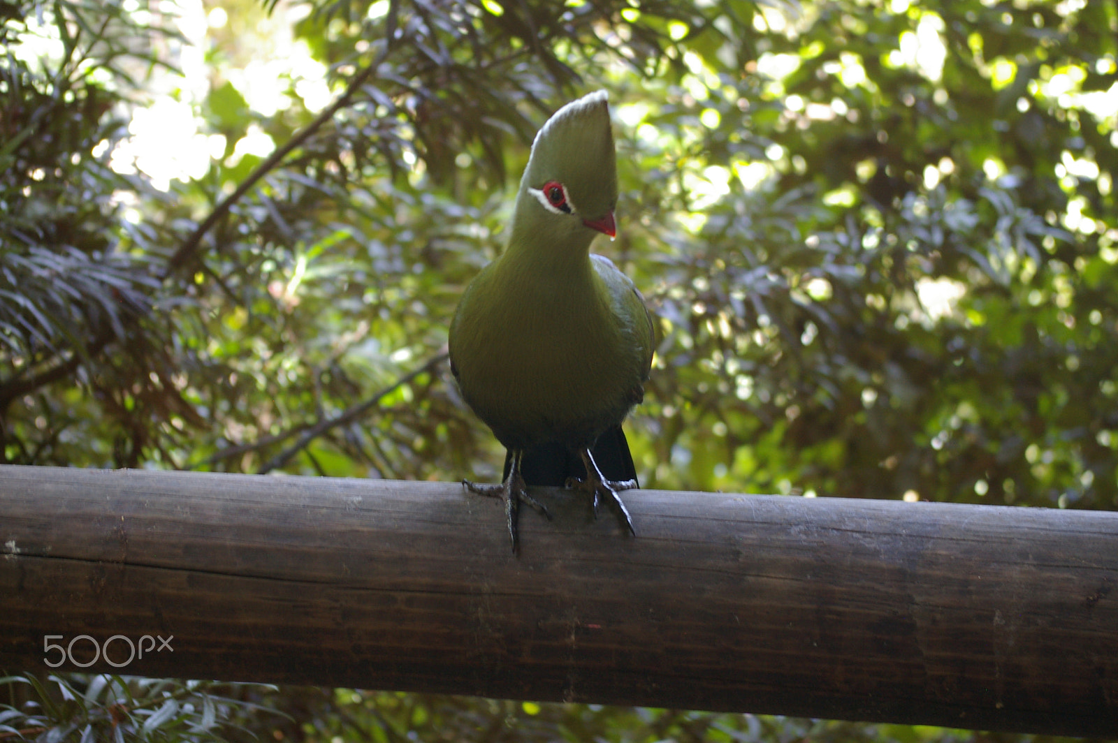 Pentax *ist DL2 sample photo. Knysna turaco photography