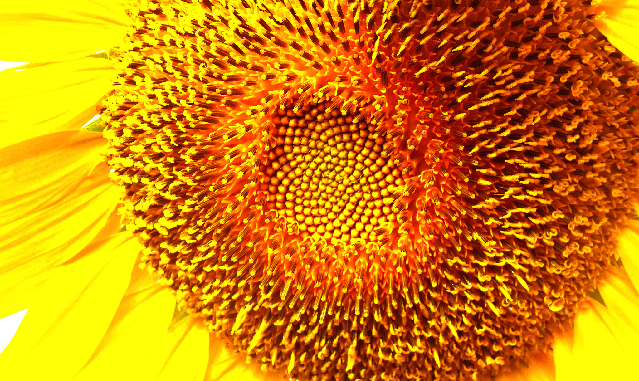Nikon Coolpix S6400 sample photo. Sunflower magnified photography