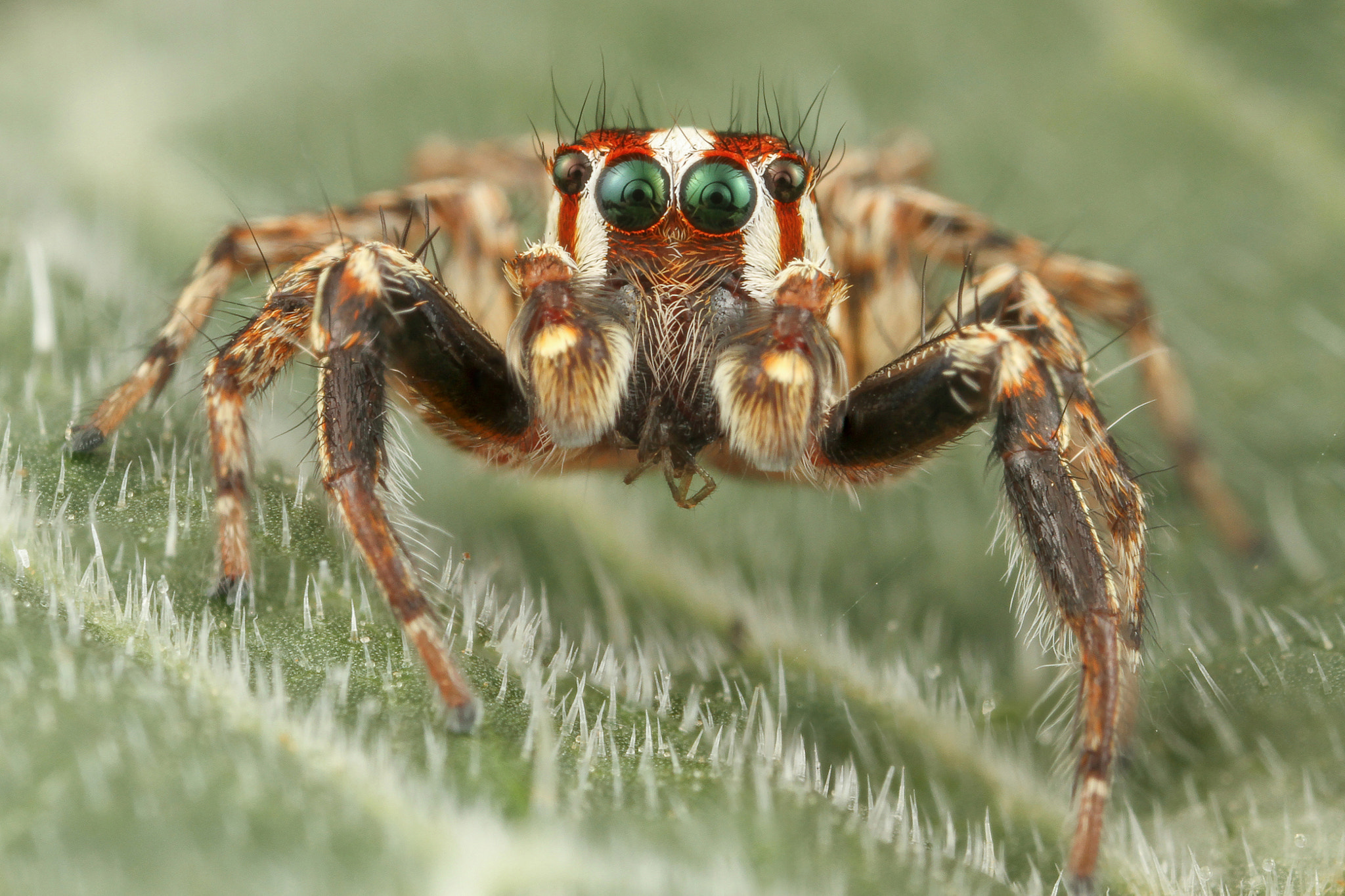 Canon MP-E 65mm F2.5 1-5x Macro Photo sample photo. Beautiful jumping spider photography