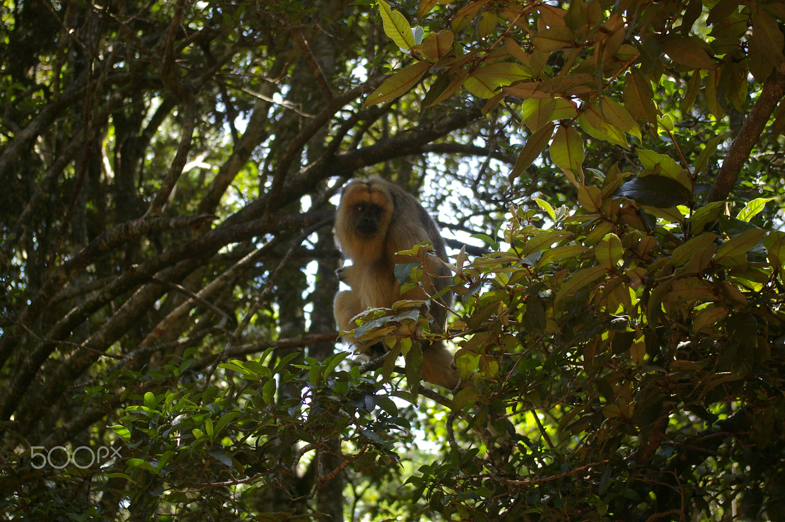 Pentax *ist DL2 sample photo. Monkey land photography