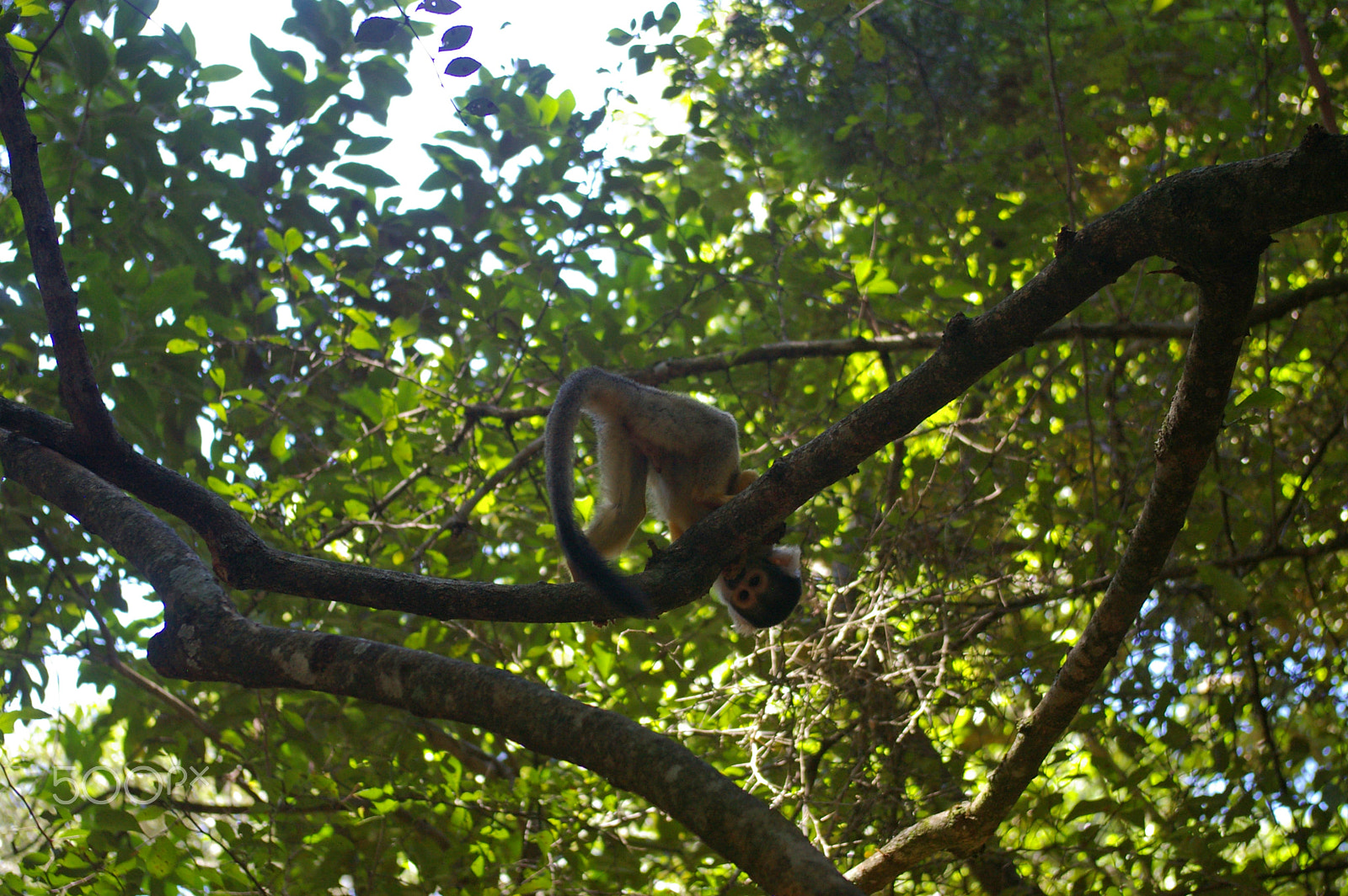 Pentax *ist DL2 sample photo. Squirrel monkey photography