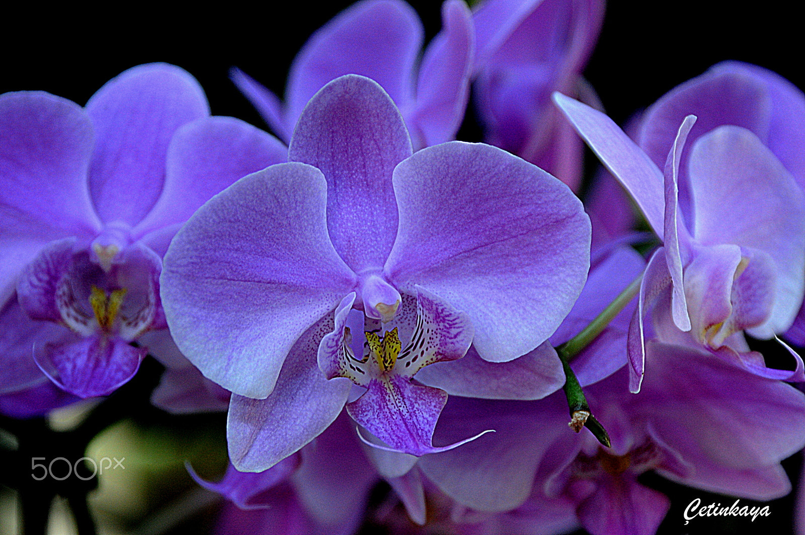 Nikon D300S sample photo. Orchıd 3 photography