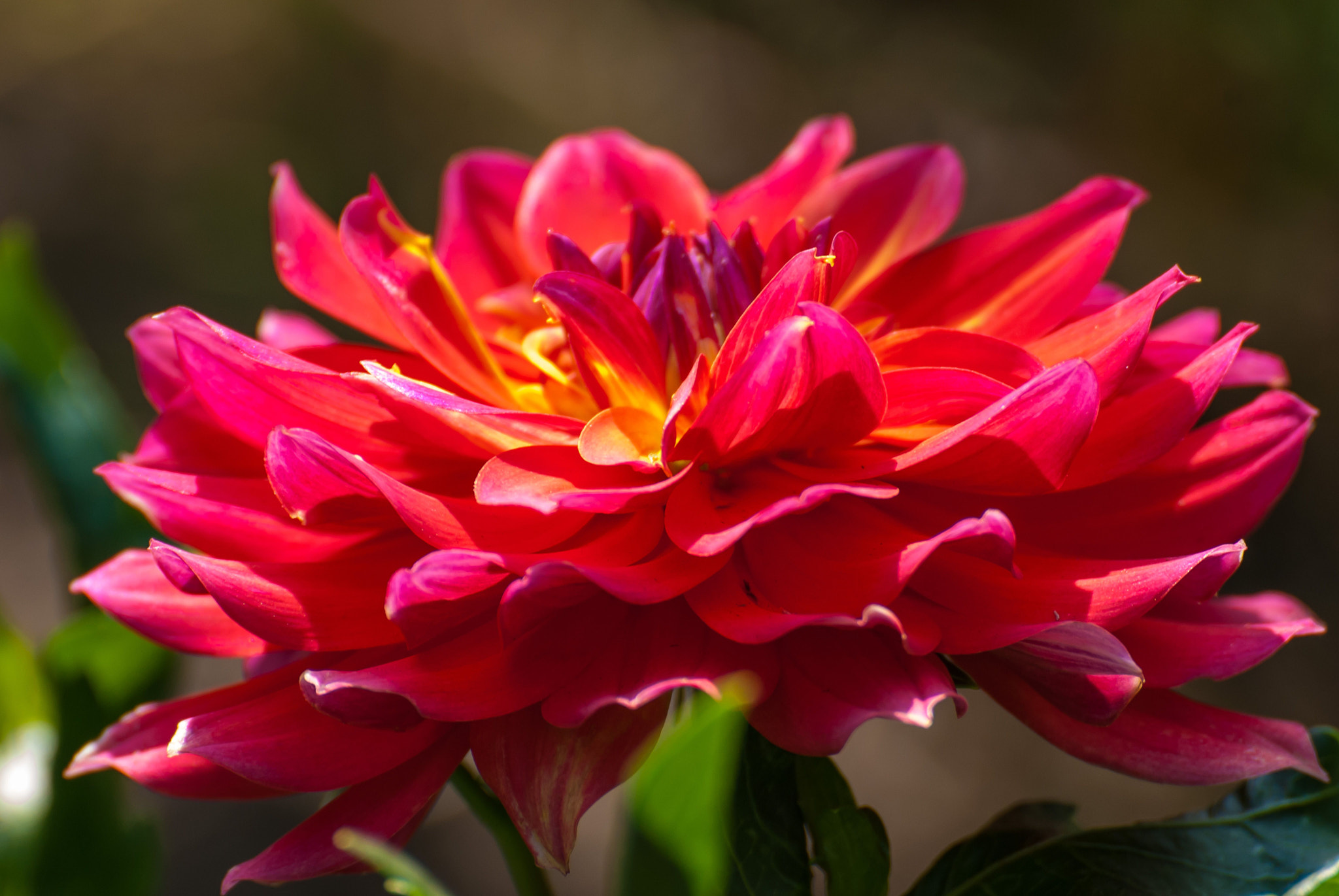Nikon D200 sample photo. Beautiful.flower photography