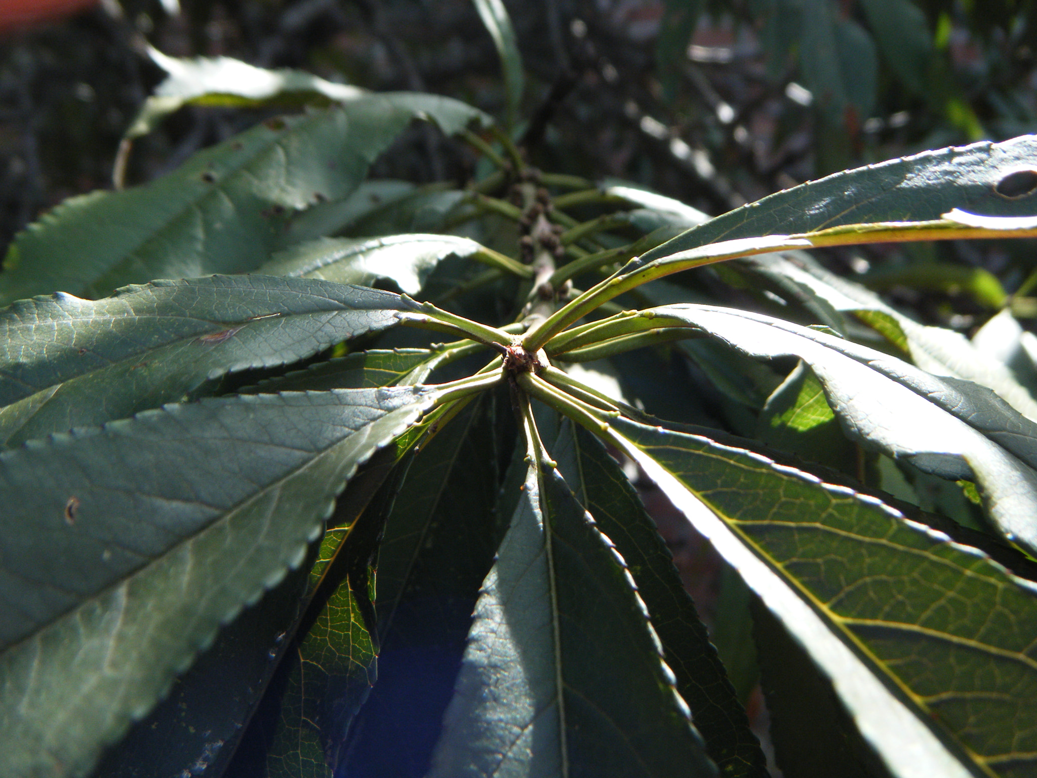 Fujifilm FinePix Z30 sample photo. Branch of a peach tree. photography