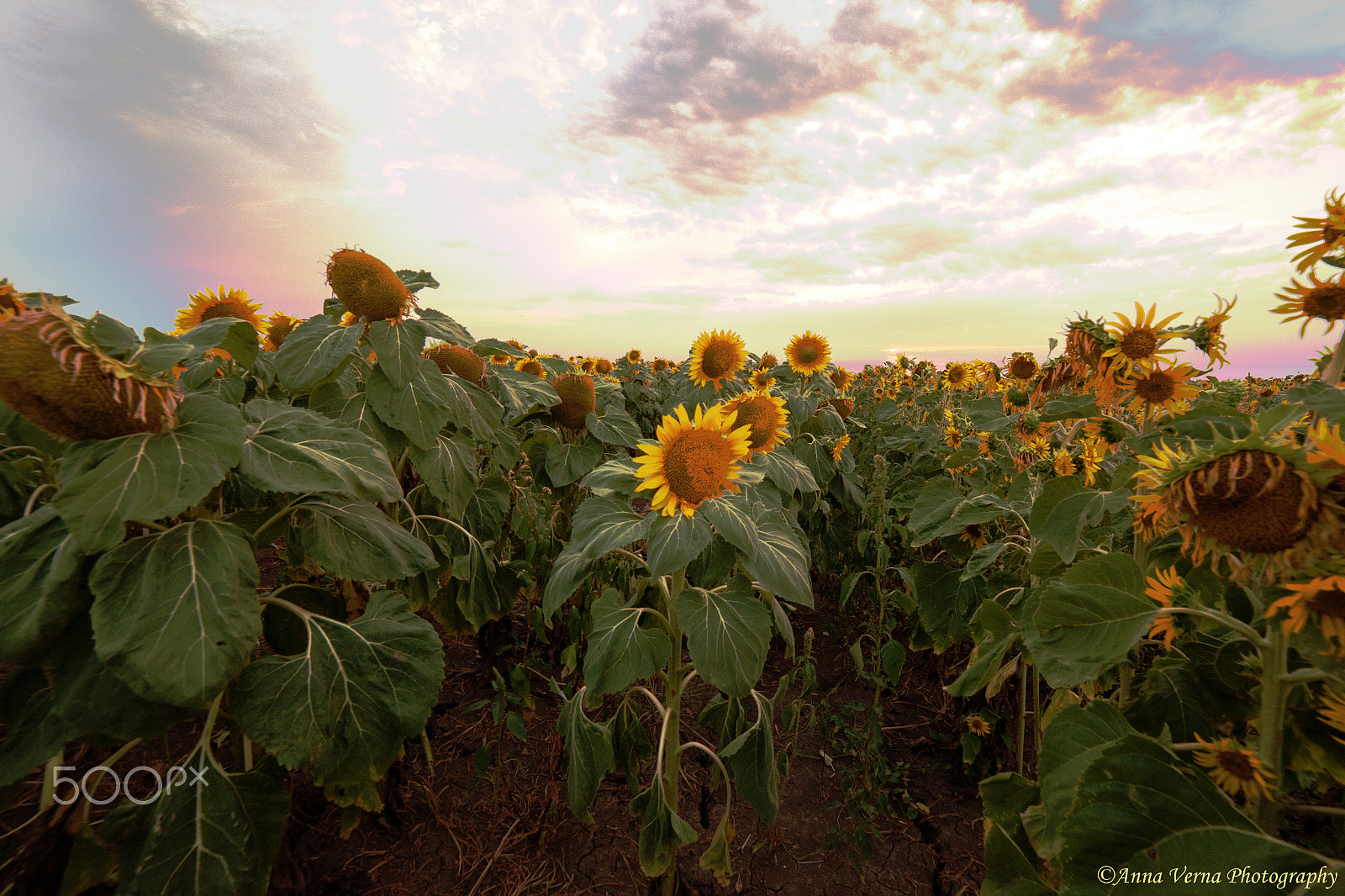 Samyang 14mm F2.8 ED AS IF UMC sample photo. Drought photography