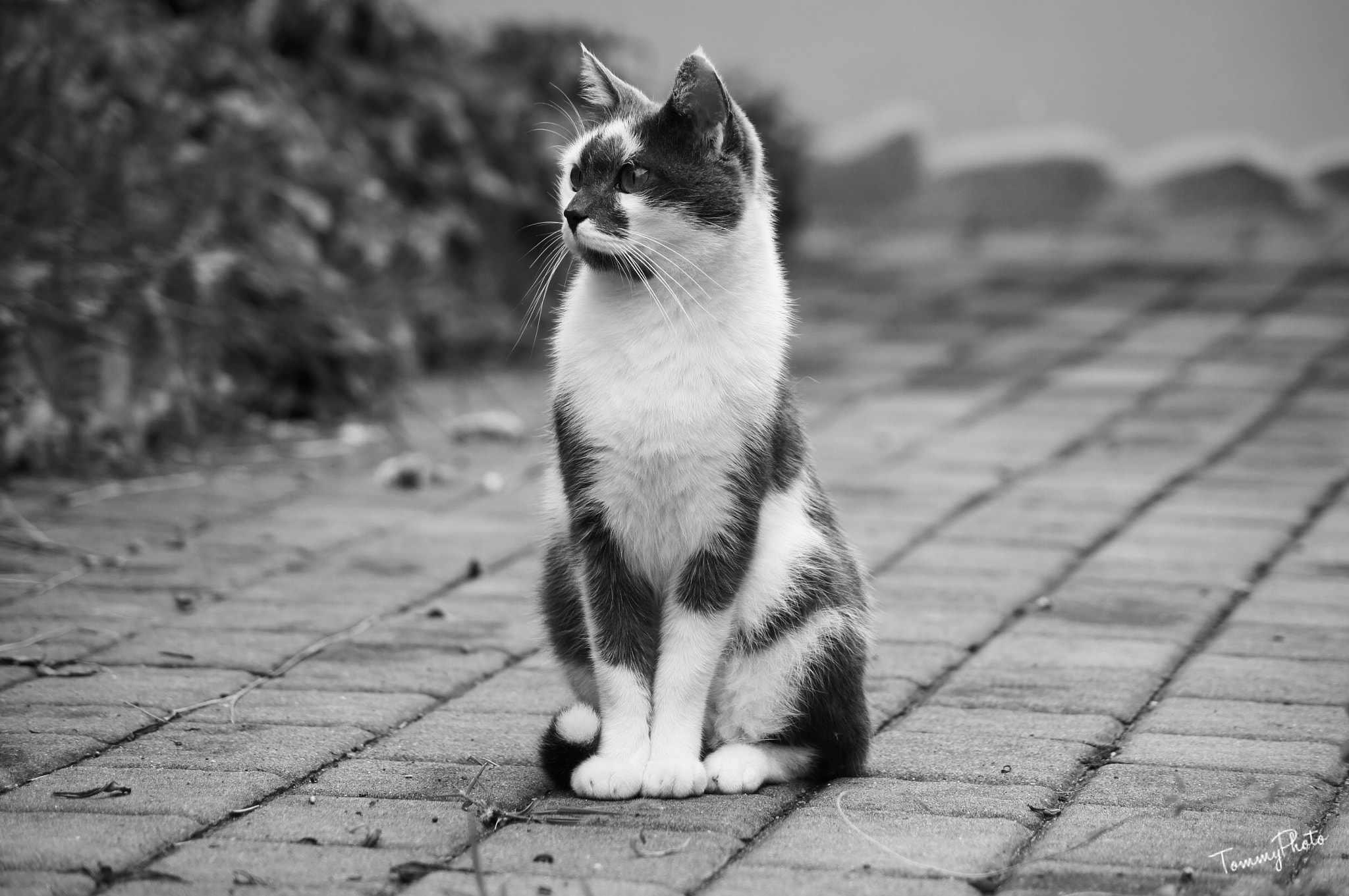 Sony DT 55-200mm F4-5.6 SAM sample photo. Oliver, il piccolo gatto. (oliver, the little cat) photography