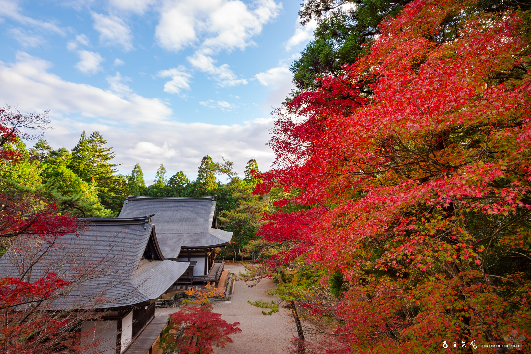 Nikon D610 + Sigma 12-24mm F4.5-5.6 II DG HSM sample photo. @ jingo-ji temple. 2015.11.10 photography