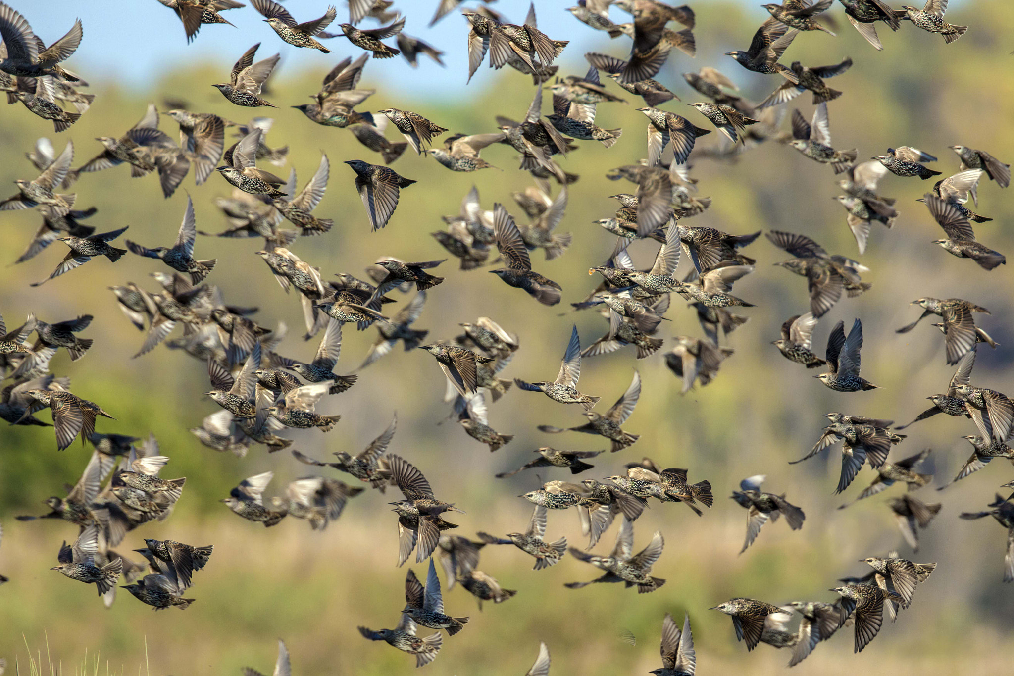 Canon EOS 70D + Canon EF 300mm F2.8L IS II USM sample photo. Starlings photography