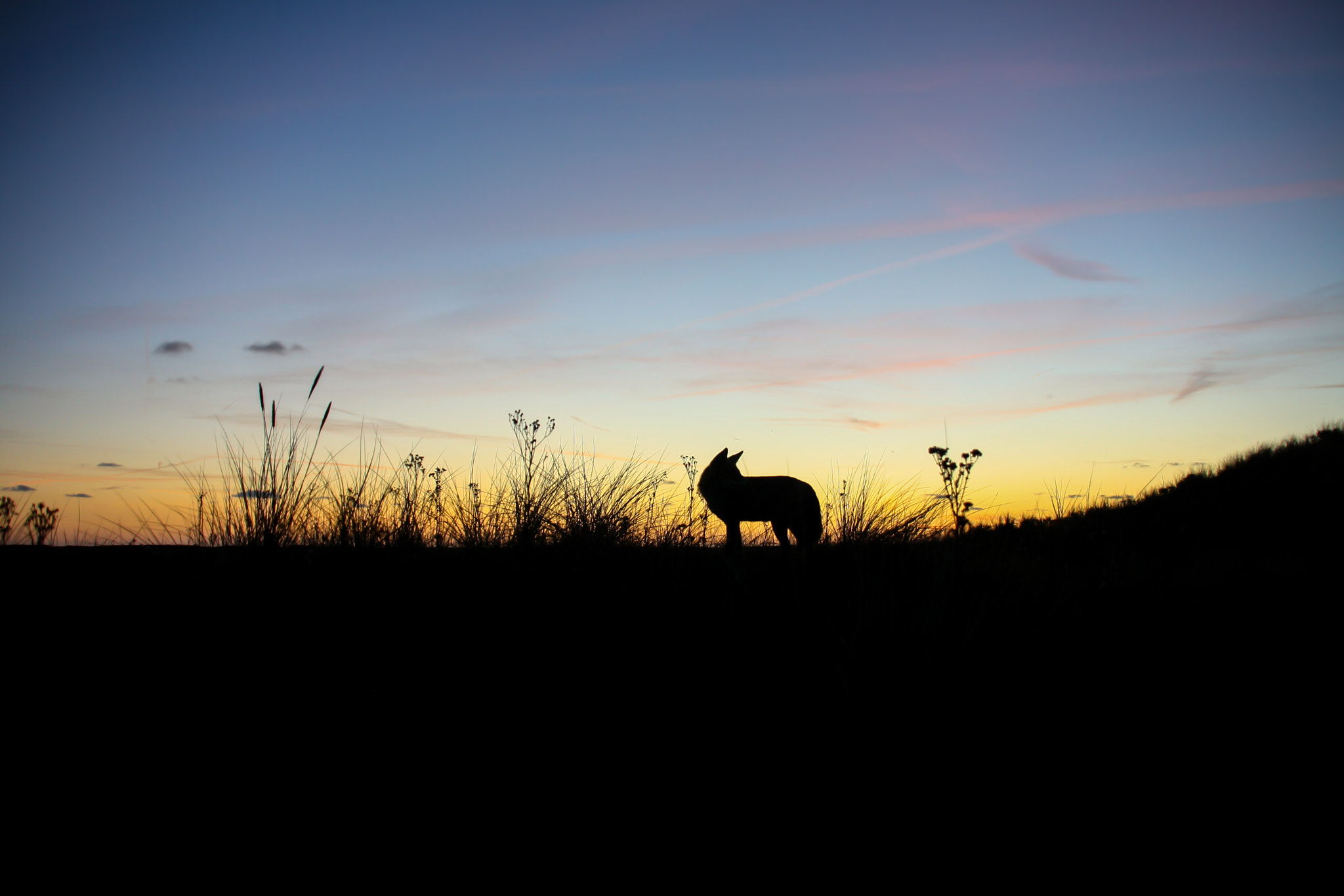 Sigma 18-200mm f/3.5-6.3 DC OS sample photo. A foxy sunset! photography