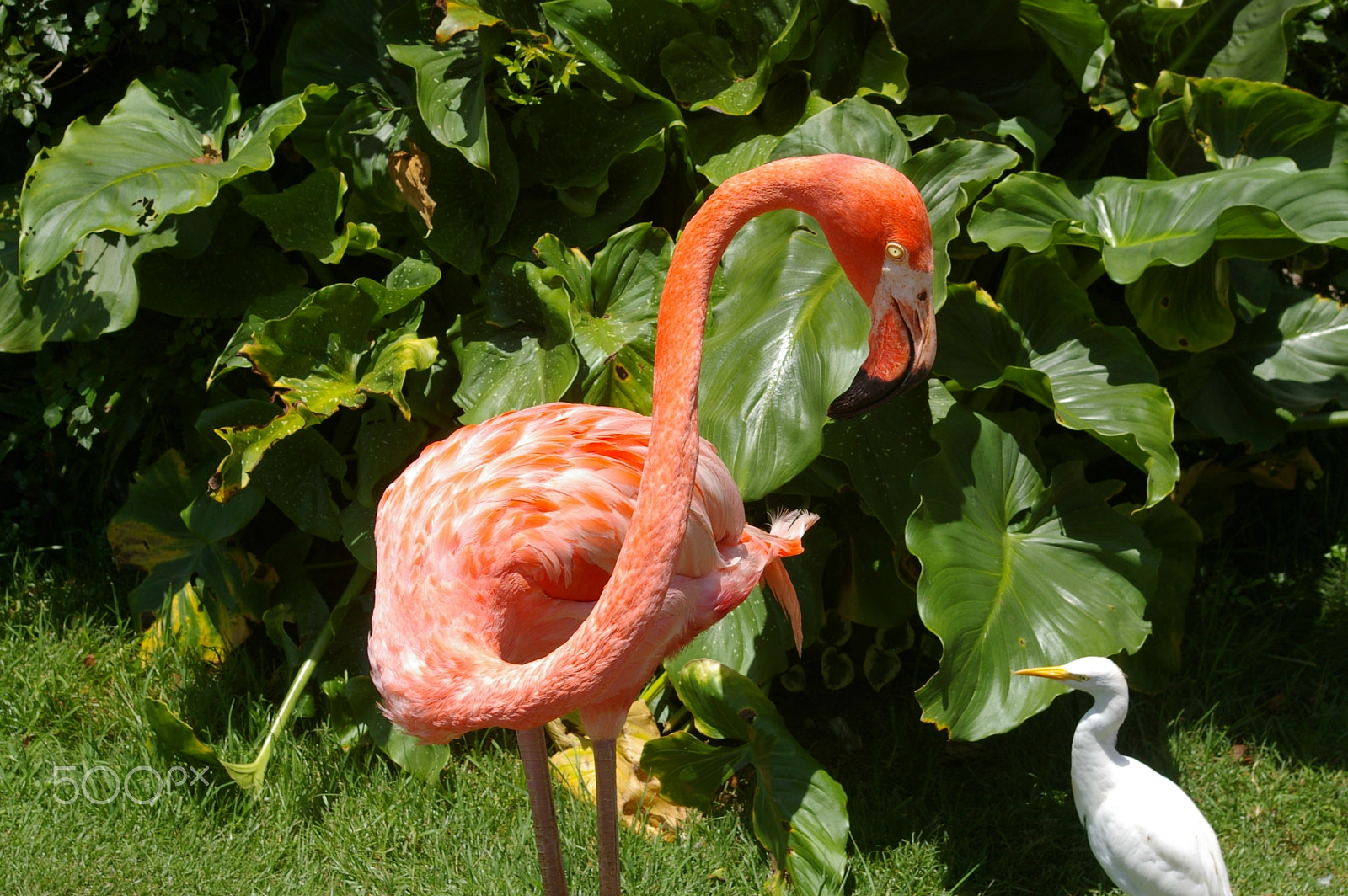 Pentax *ist DL2 sample photo. Birds of eden flamingo photography