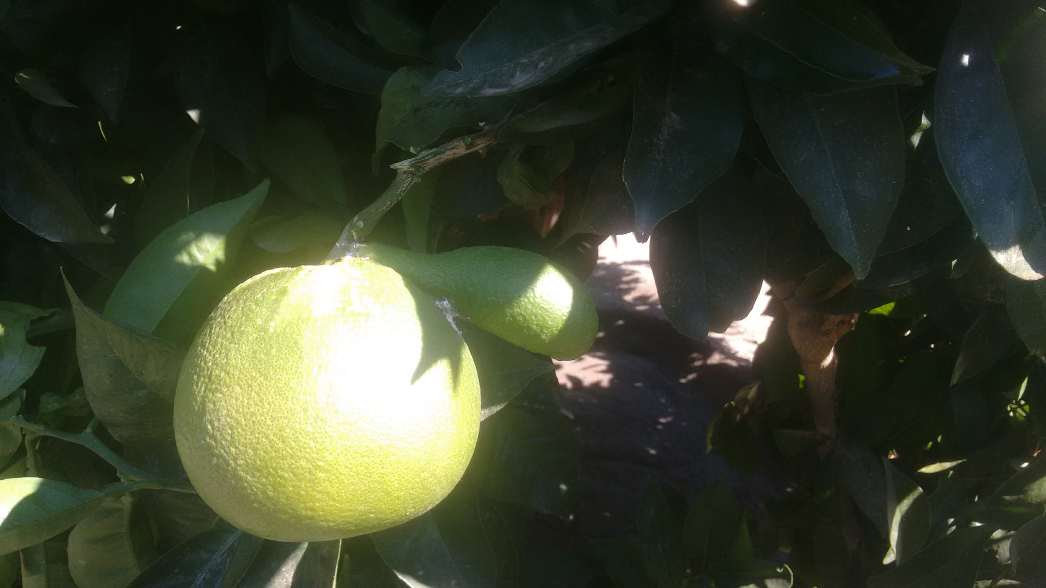 Motorola Moto G with 4G LTE (2nd Gen) sample photo. Una naranja muy rara photography
