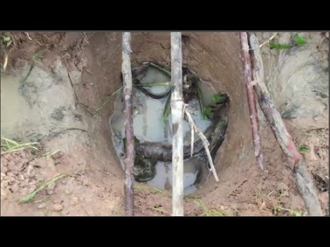 AMAZING Net Fishing - Net Fishing using the Pit at Siem Reap - Cambodia Traditional Fishing #14