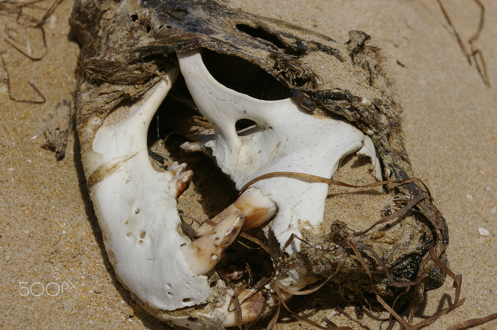 Pentax *ist DL2 sample photo. Seal skull photography