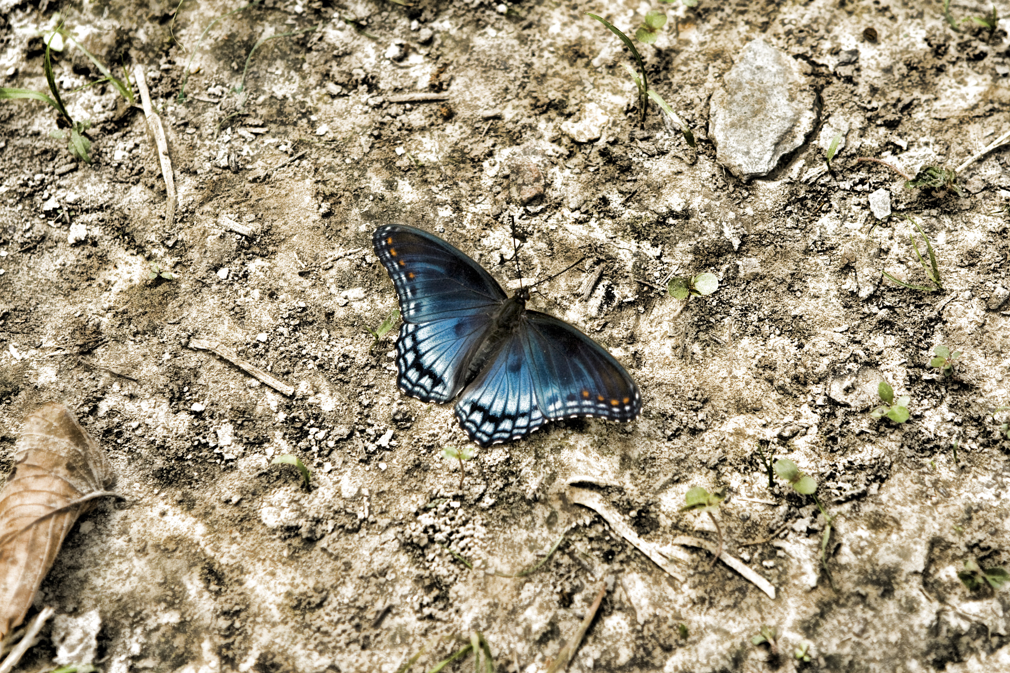 Canon EOS 400D (EOS Digital Rebel XTi / EOS Kiss Digital X) sample photo. Butterfly photography