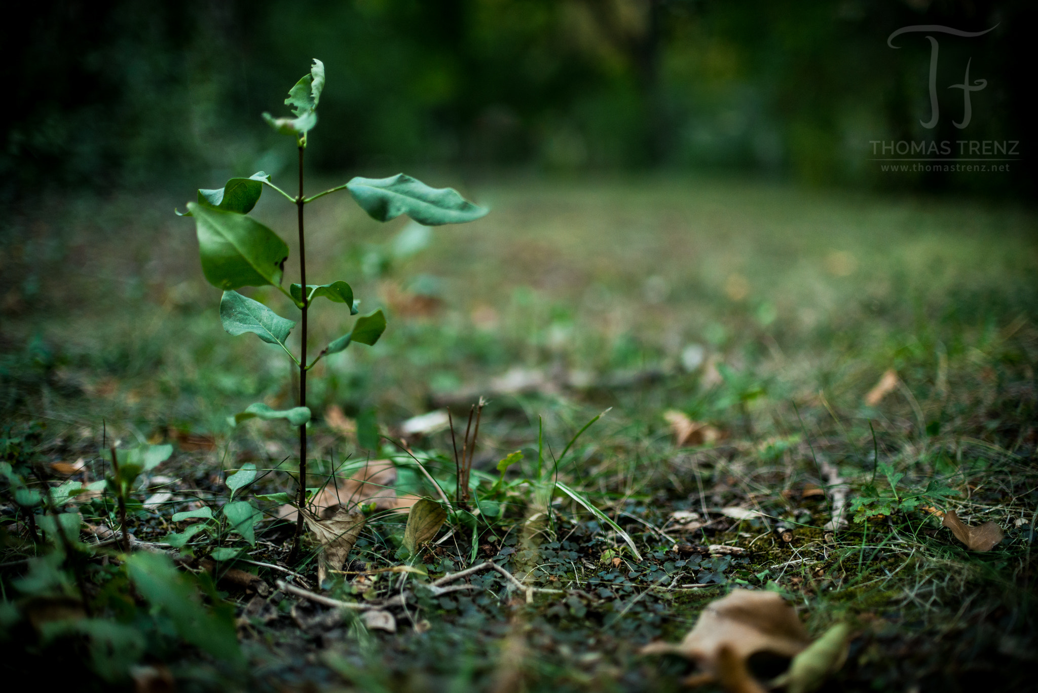 Nikon D600 + Nikon AF-S DX Nikkor 35mm F1.8G sample photo. Starting life photography