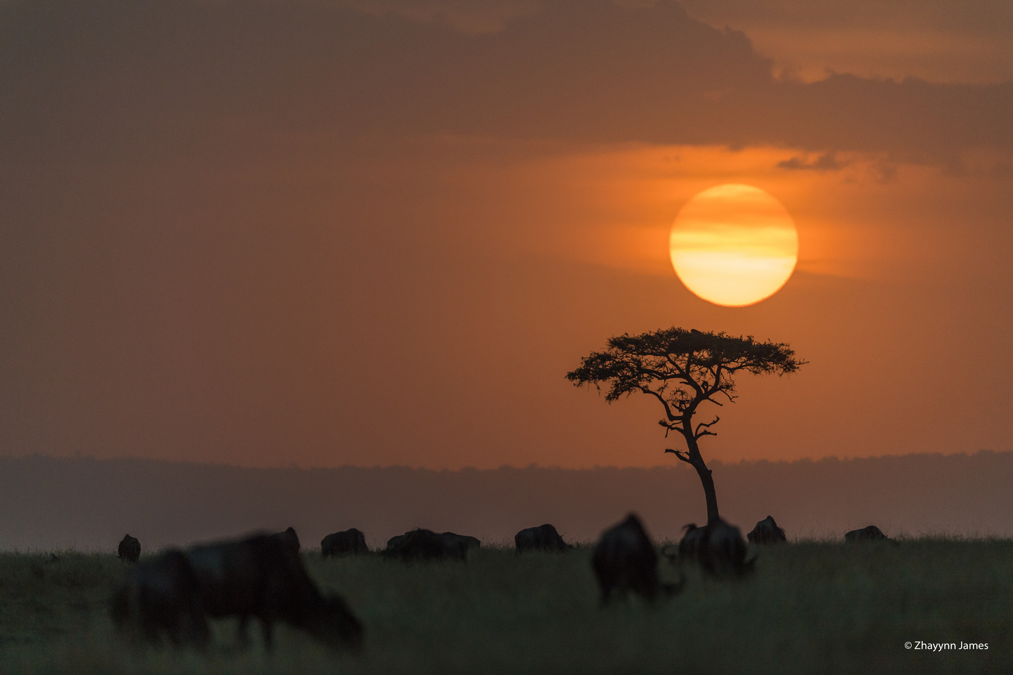 Nikon D5 + Nikon AF-S Nikkor 500mm F4G ED VR sample photo. Sunset & acacia photography