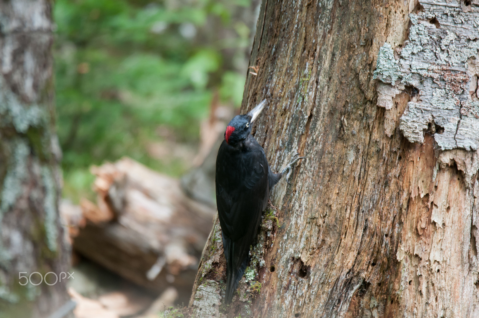 Sigma 150-600mm F5-6.3 DG OS HSM | S sample photo. Black woodpecker female. photography