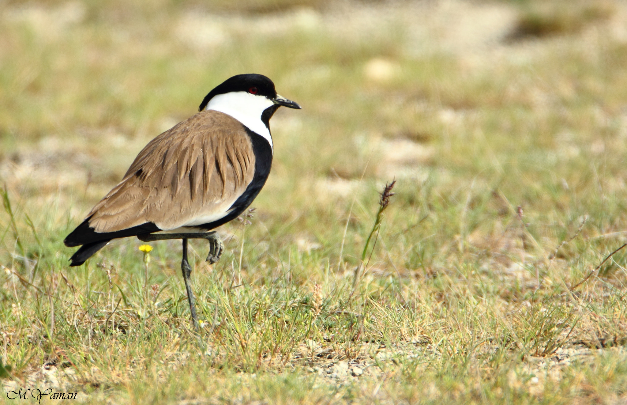 Canon EOS 550D (EOS Rebel T2i / EOS Kiss X4) + Tamron SP 150-600mm F5-6.3 Di VC USD sample photo. Mahmuzlu kızkuşu » spur-winged lapwing photography