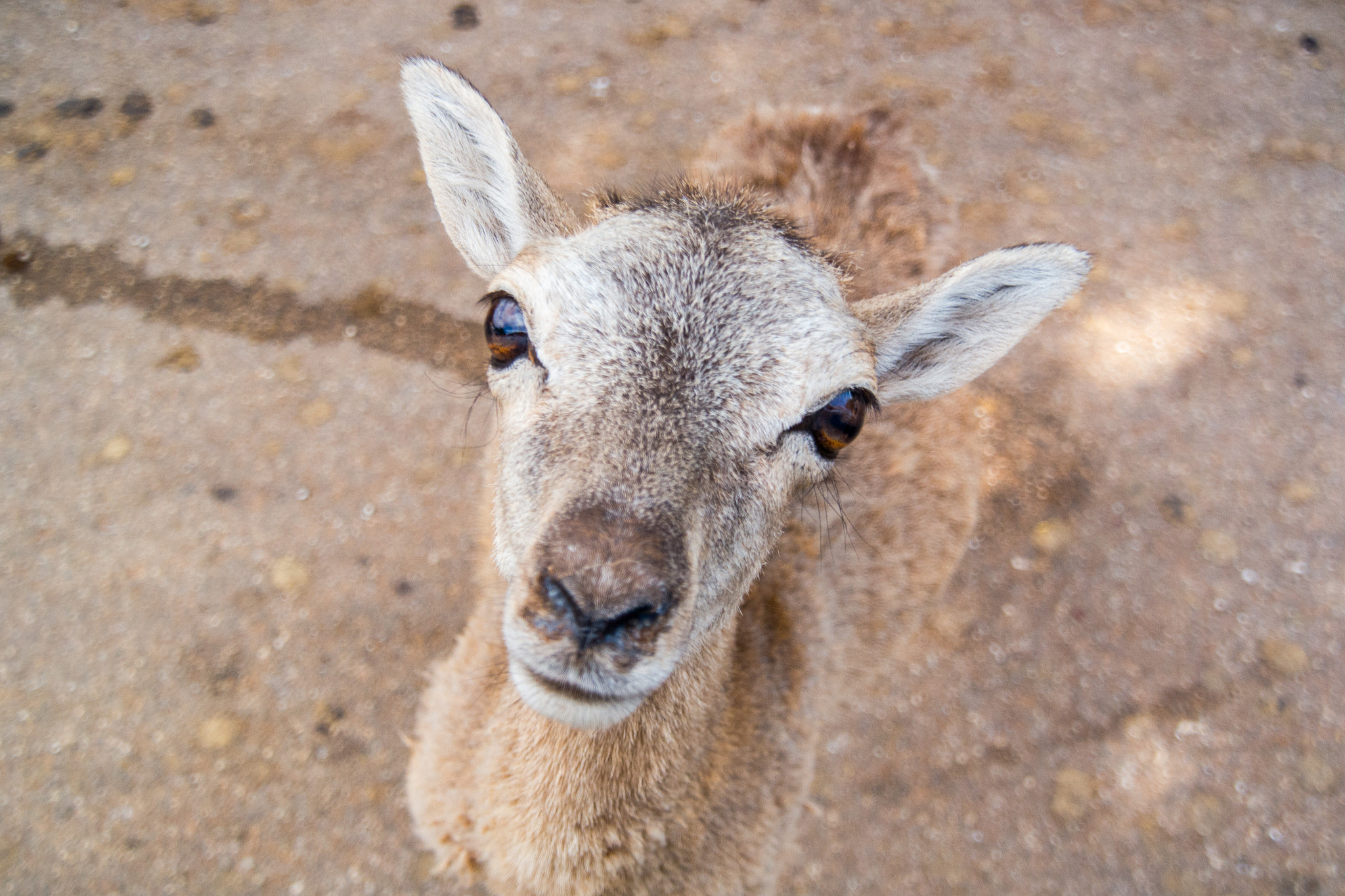 Samsung NX 18-200mm F3.5-6.3 ED OIS sample photo. Cucciolo di capretta photography