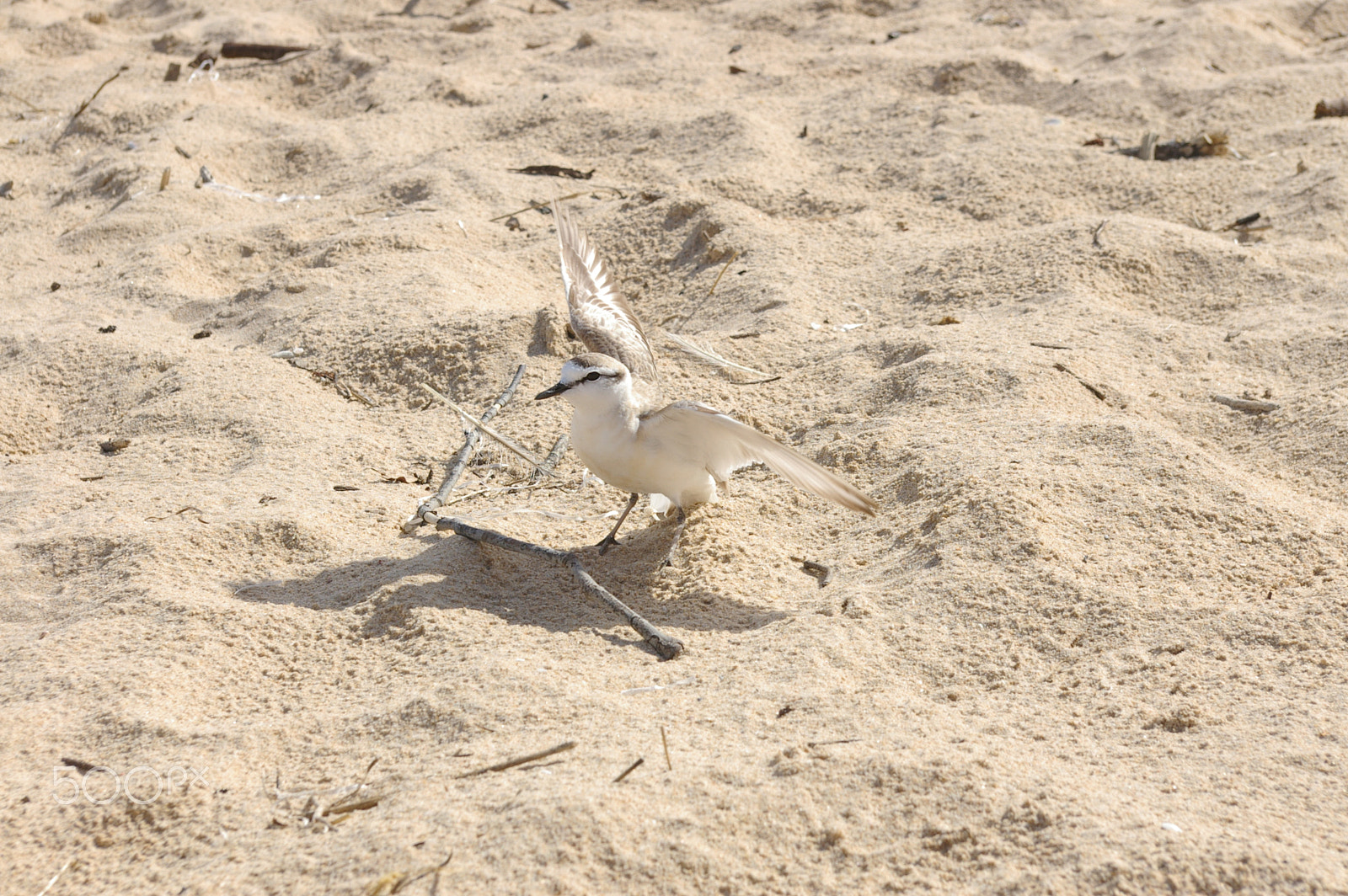 Pentax *ist DL2 sample photo. Plover wing display photography
