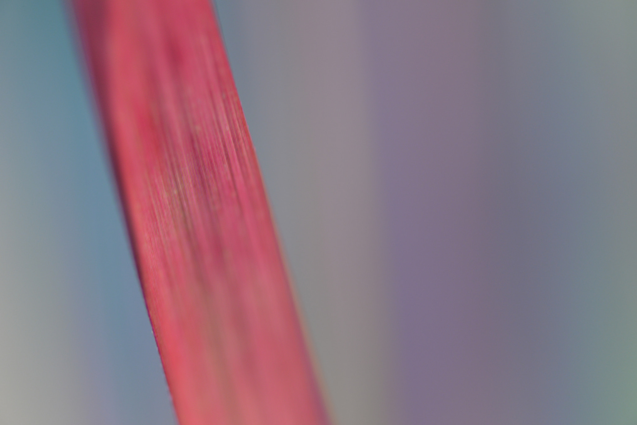 Nikon D610 + Nikon AF Micro-Nikkor 60mm F2.8D sample photo. Series: imperata cylindrica 'rubra' photography