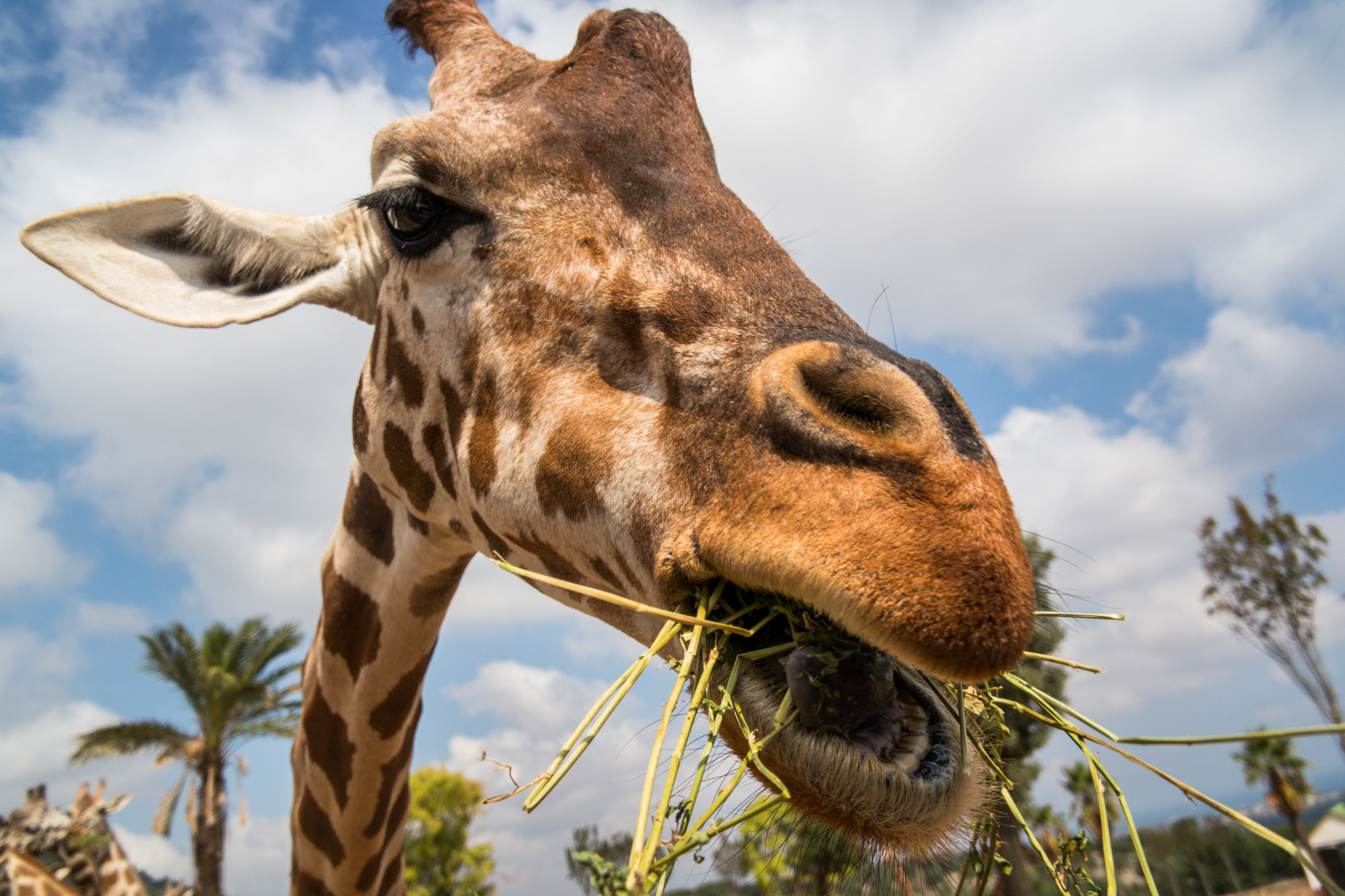 Samsung NX1100 sample photo. Giraffa curiosa photography