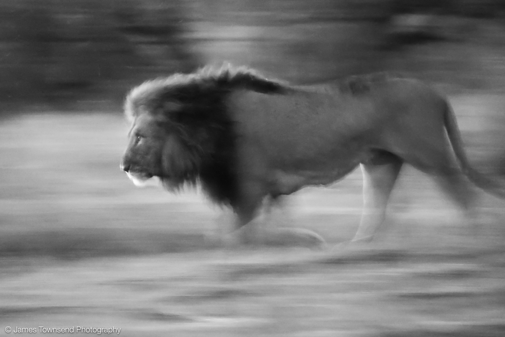 Panasonic Lumix DMC-GX7 sample photo. Lion at dusk photography