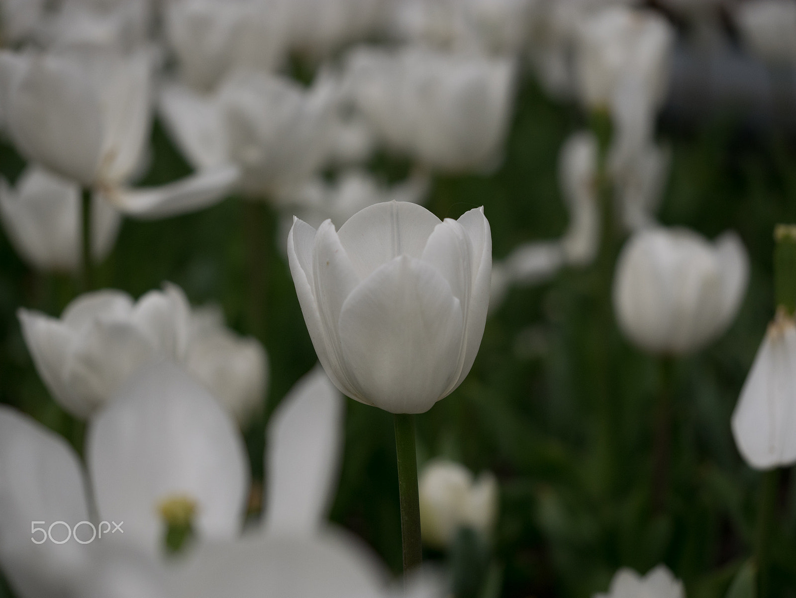 Panasonic DMC-GM1S + Olympus M.Zuiko Digital ED 60mm F2.8 Macro sample photo. White photography