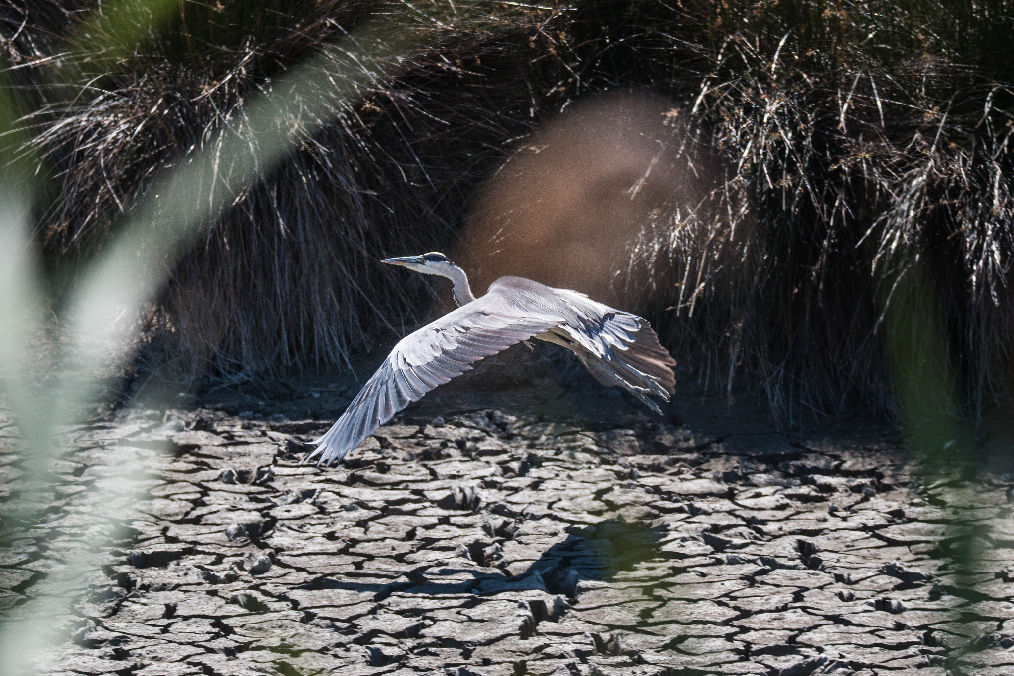150-600mm F5-6.3 DG OS HSM | Sports 014 sample photo. 2016080200023.jpg photography