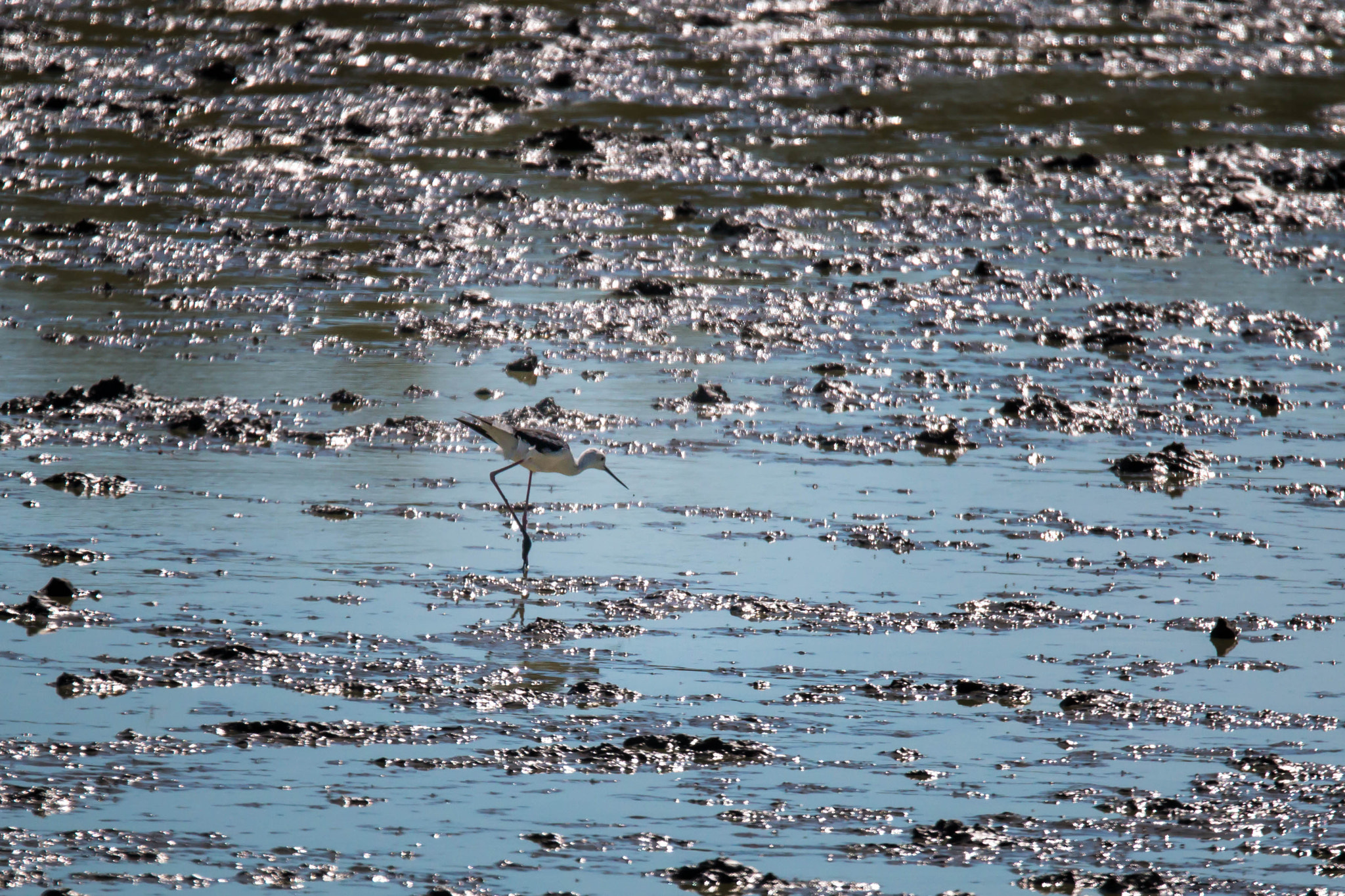 150-600mm F5-6.3 DG OS HSM | Sports 014 sample photo. 2016080200029.jpg photography
