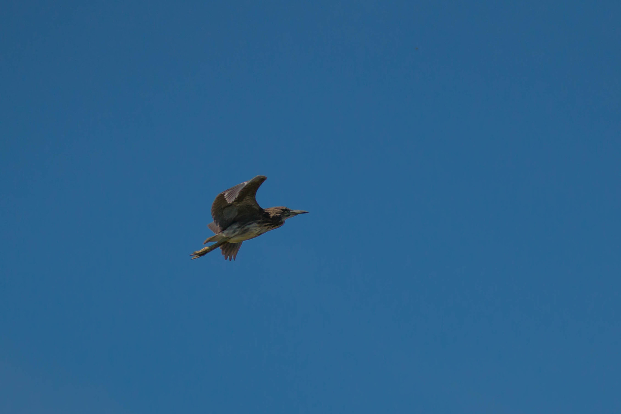 150-600mm F5-6.3 DG OS HSM | Sports 014 sample photo. 2016080200035.jpg photography
