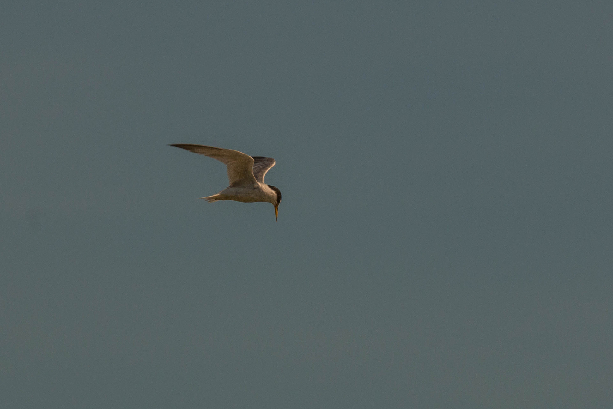 150-600mm F5-6.3 DG OS HSM | Sports 014 sample photo. 2016080200052.jpg photography