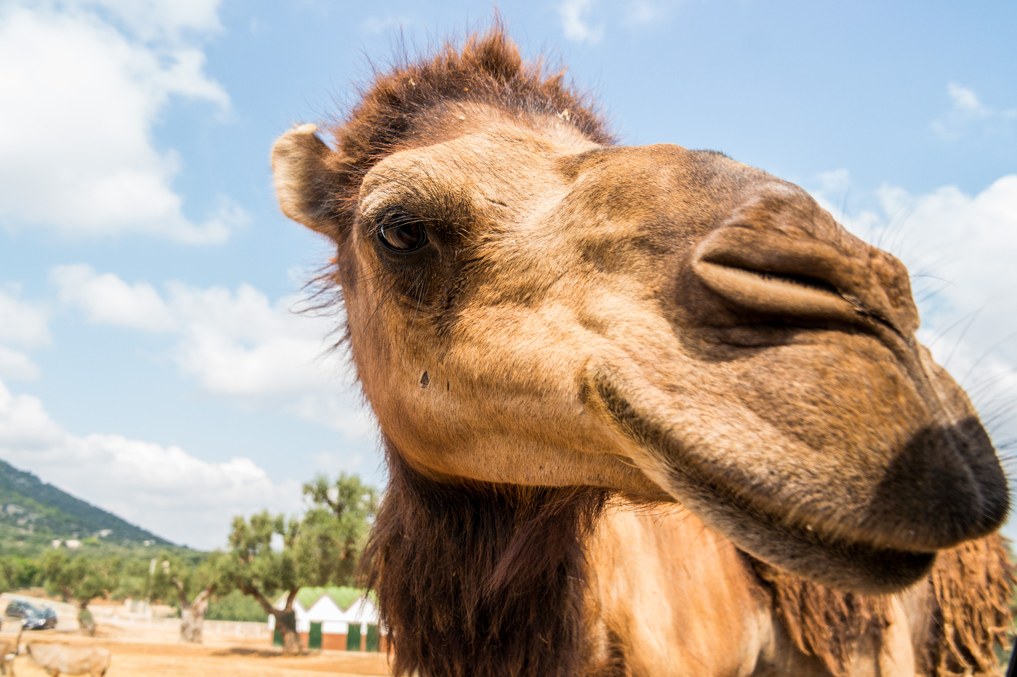 Samsung NX 18-200mm F3.5-6.3 ED OIS sample photo. Camel photography