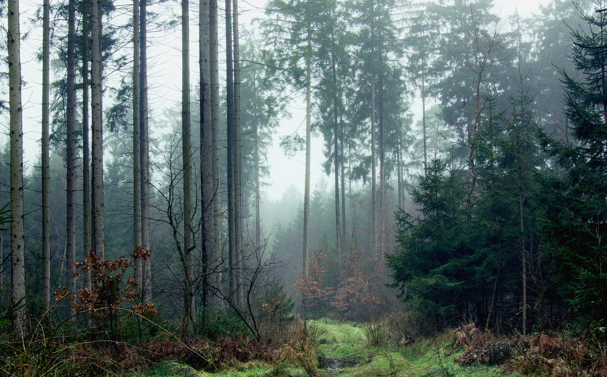 Sony Alpha DSLR-A580 sample photo. Foggy forest photography