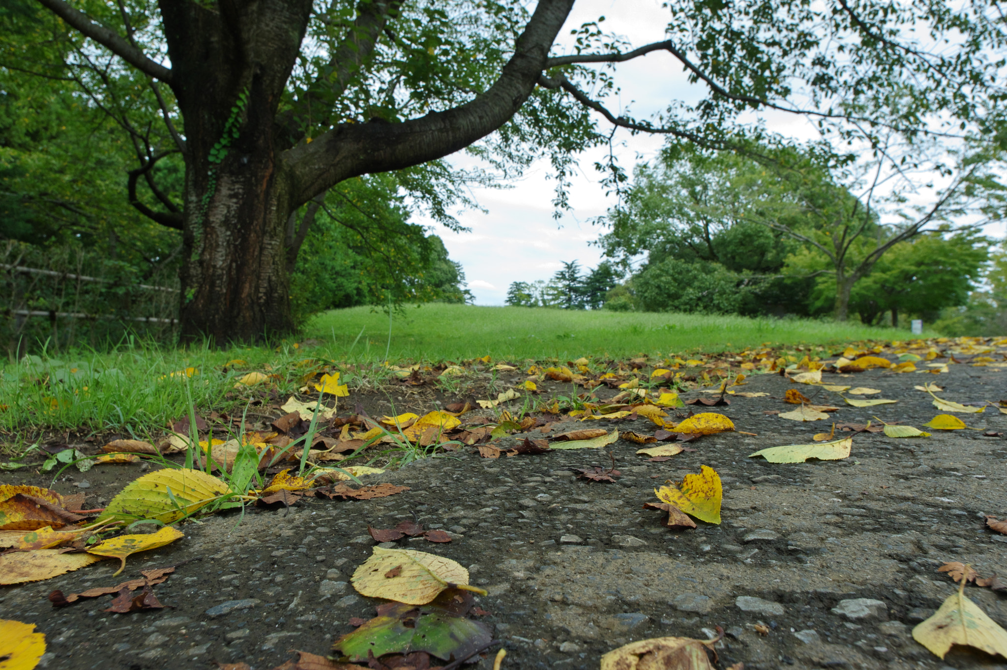 Pentax K-3 + Pentax smc DA 15mm F4 ED AL Limited sample photo. The falling leaves begin.... photography