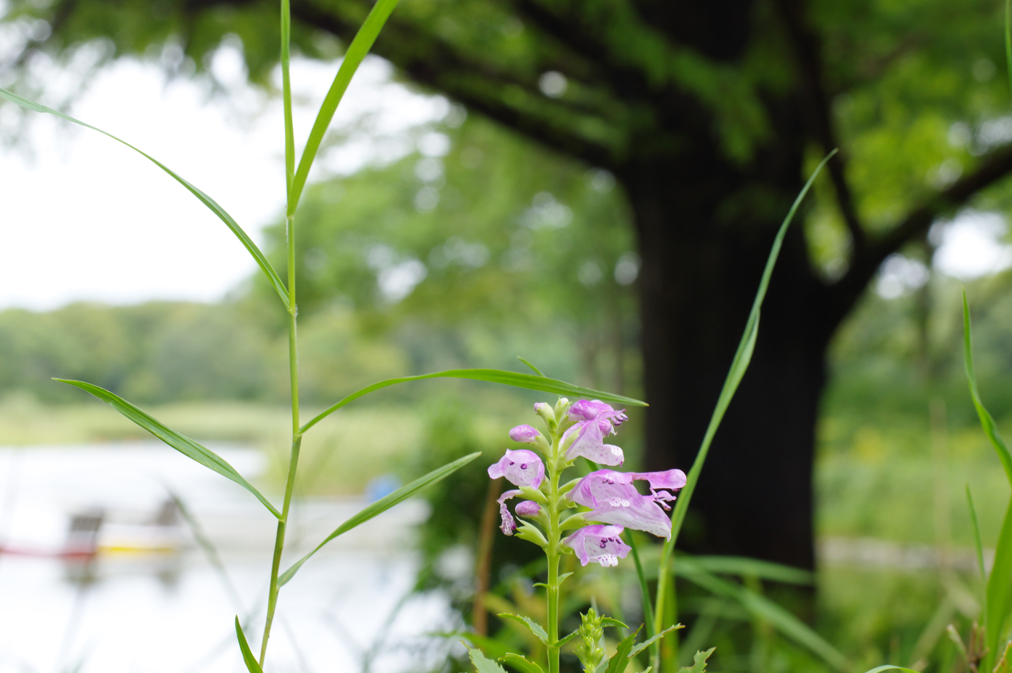 Pentax K-3 + Pentax smc DA* 55mm F1.4 SDM sample photo. I recognized you.... photography