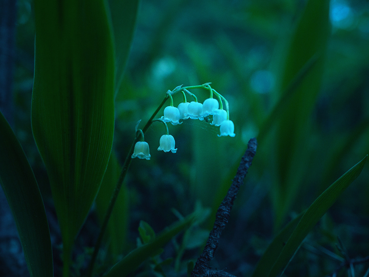Olympus PEN E-PL3 sample photo. White flowers shine in the woods photography