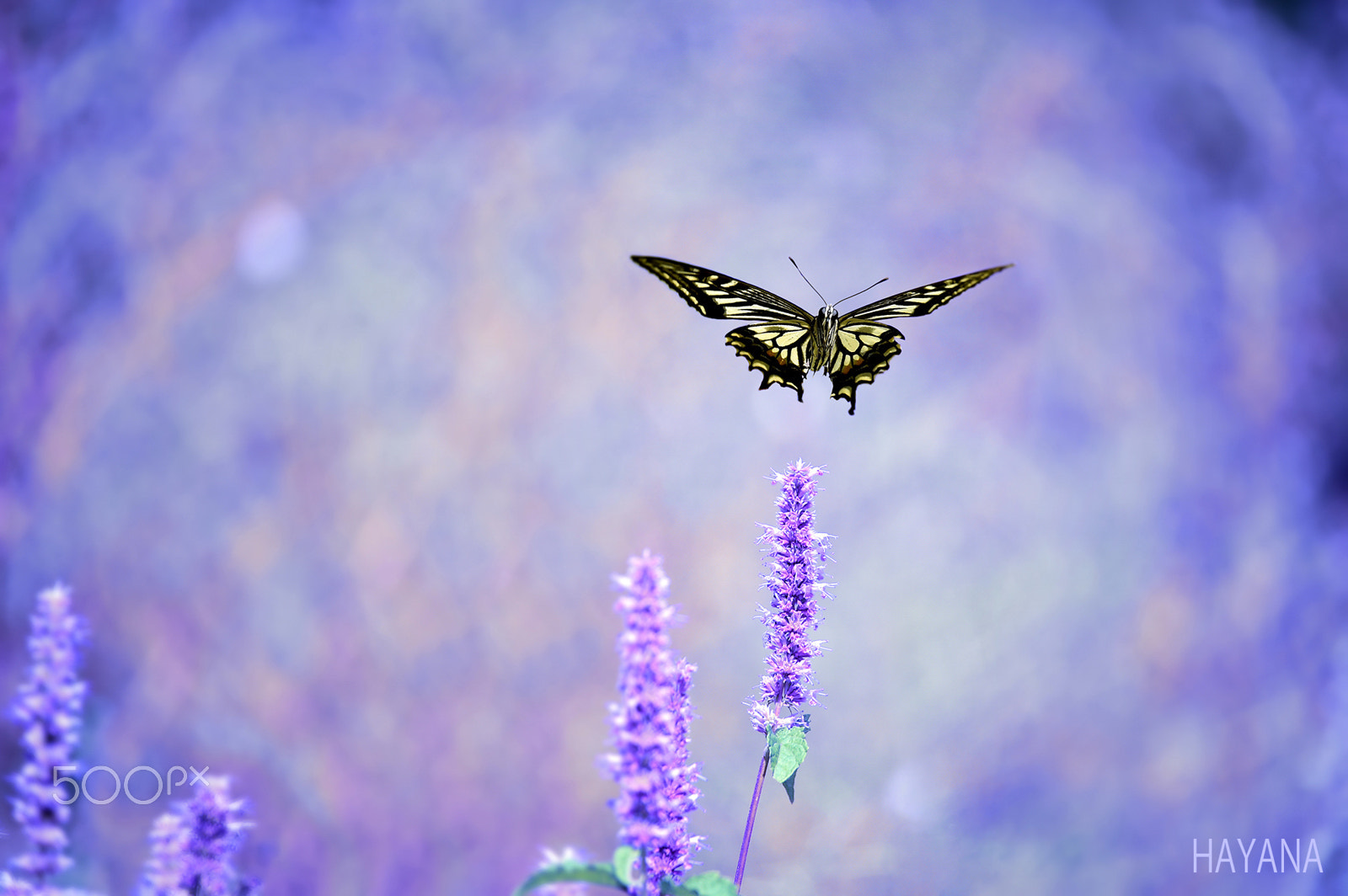 Sigma 150-600mm F5-6.3 DG OS HSM | S sample photo. Flight of the butterfly. photography