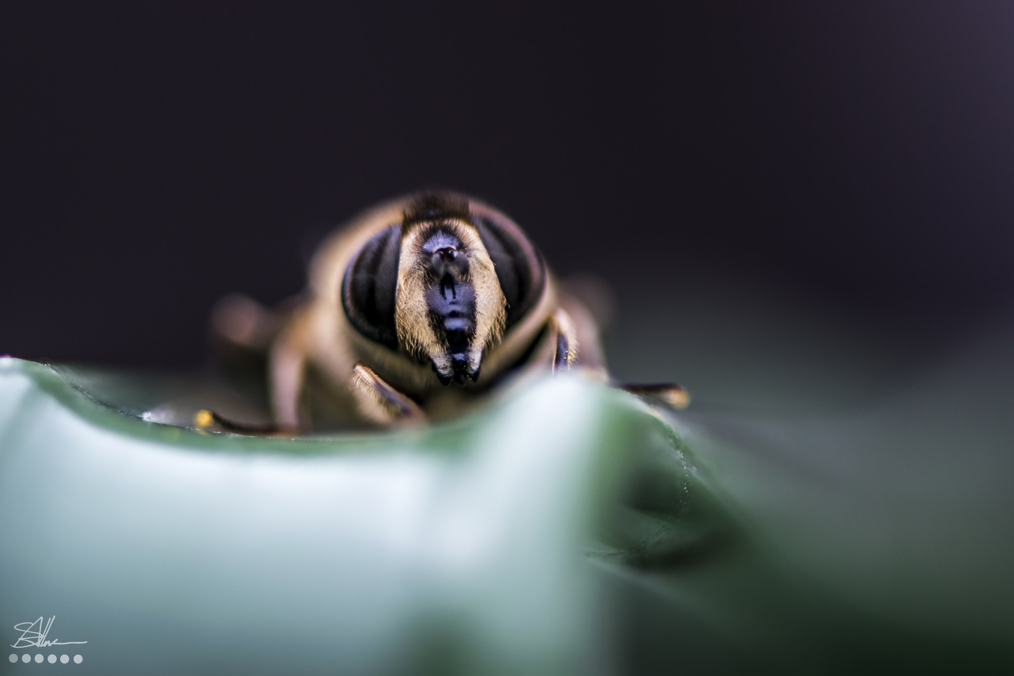Nikon AF-S Micro-Nikkor 105mm F2.8G IF-ED VR sample photo. Wasp (of ) photography