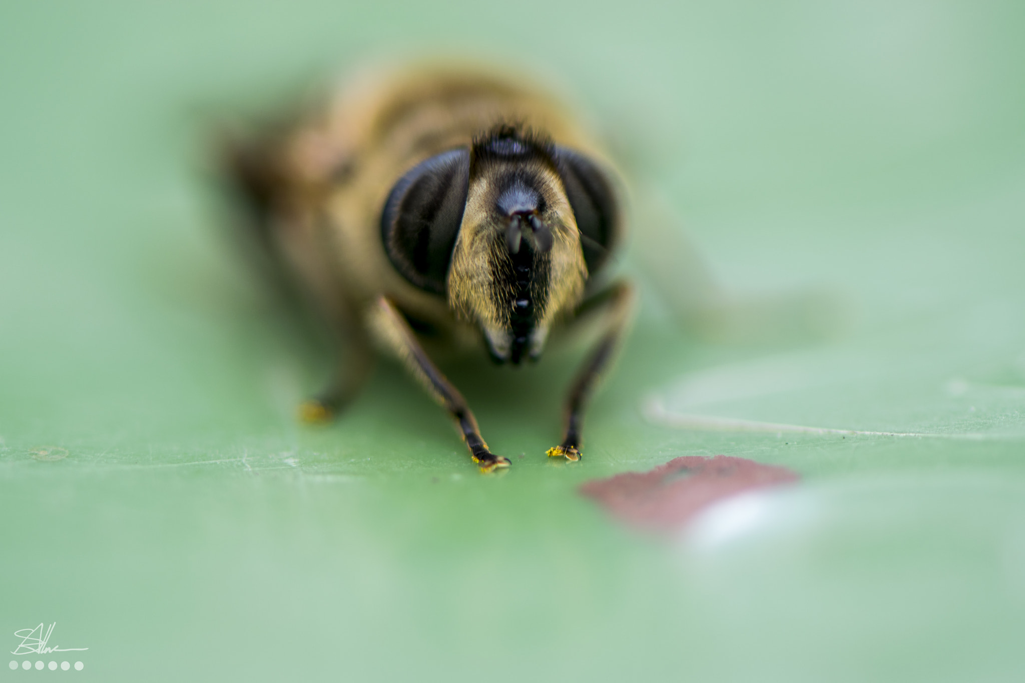 Nikon AF-S Micro-Nikkor 105mm F2.8G IF-ED VR sample photo. Wasp (of ) photography