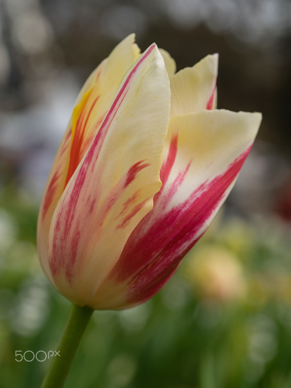 Panasonic DMC-GM1S + Olympus M.Zuiko Digital ED 60mm F2.8 Macro sample photo. Floriade 2016 -19 photography